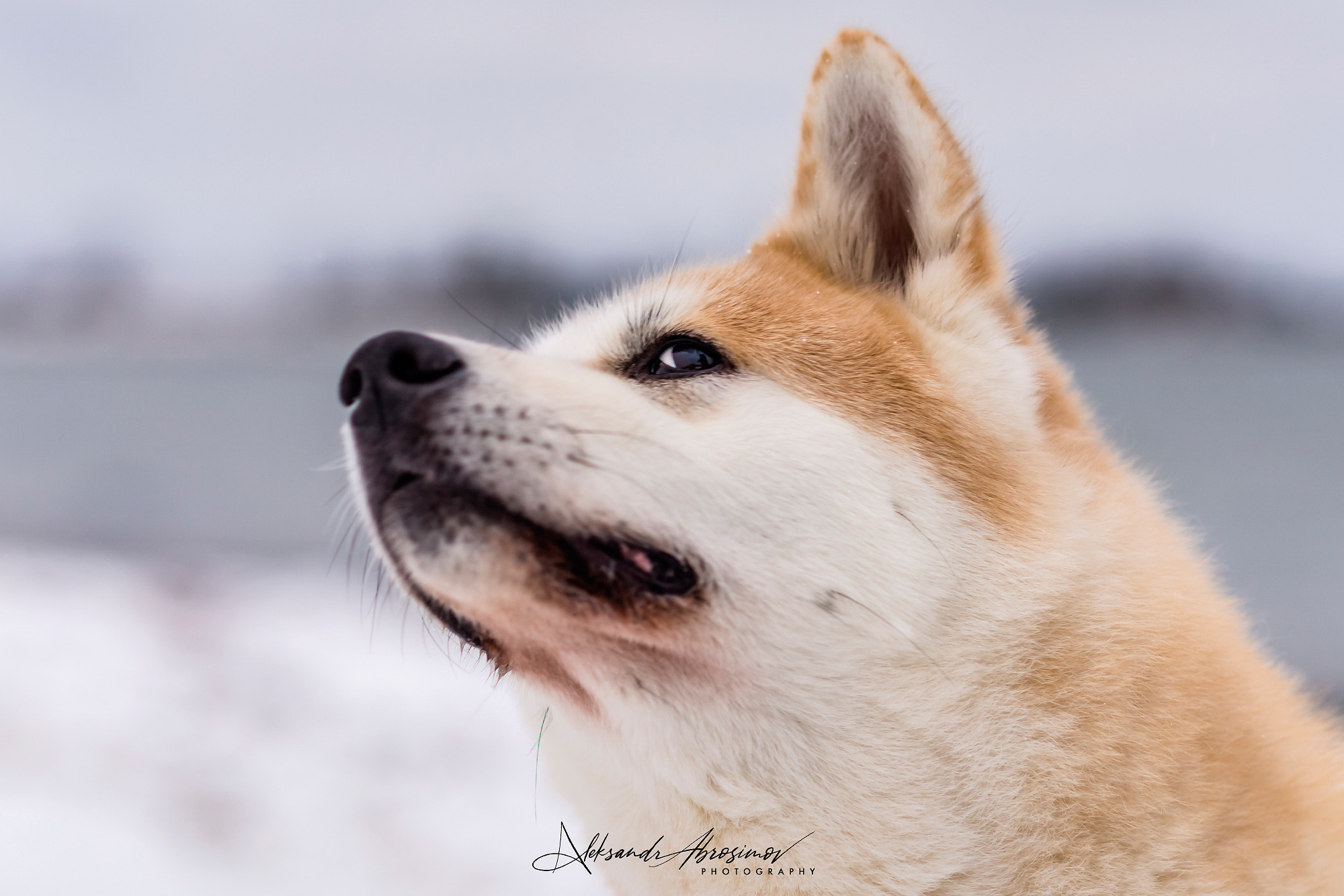 Pets. Домашние питомцы. Aleksandr Abrosimov Photography