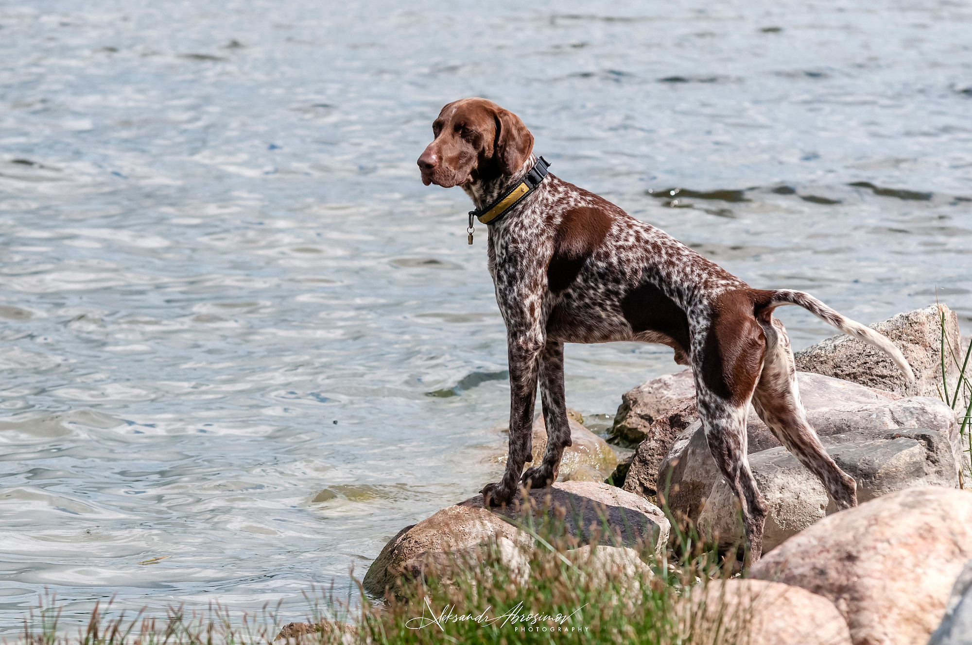 Pets. Домашние питомцы. Aleksandr Abrosimov Photography