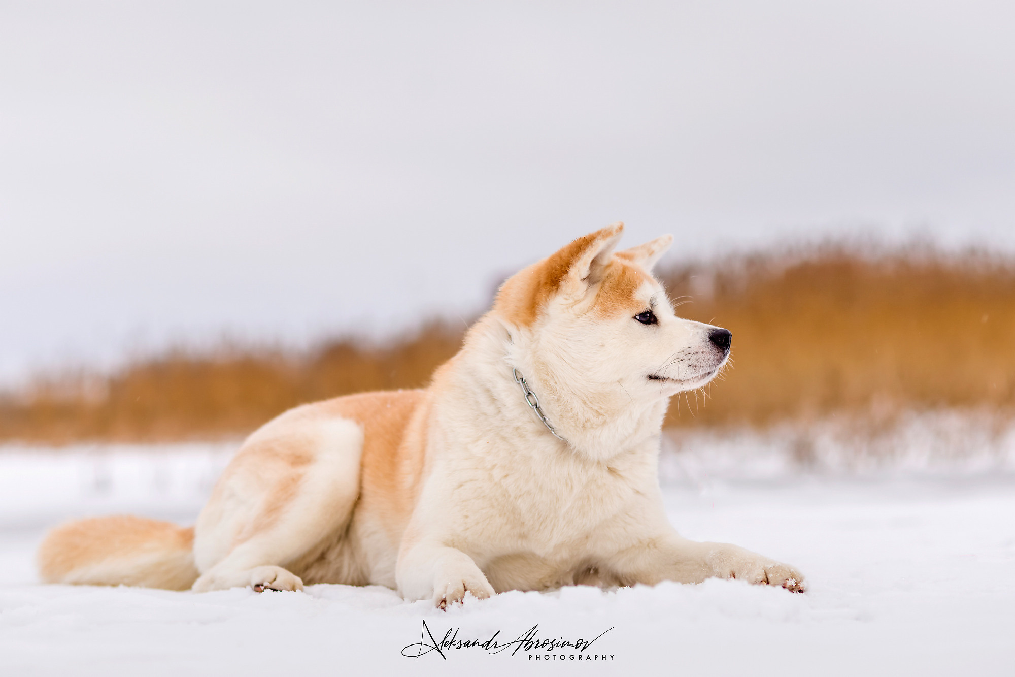 Pets. Домашние питомцы. Aleksandr Abrosimov Photography