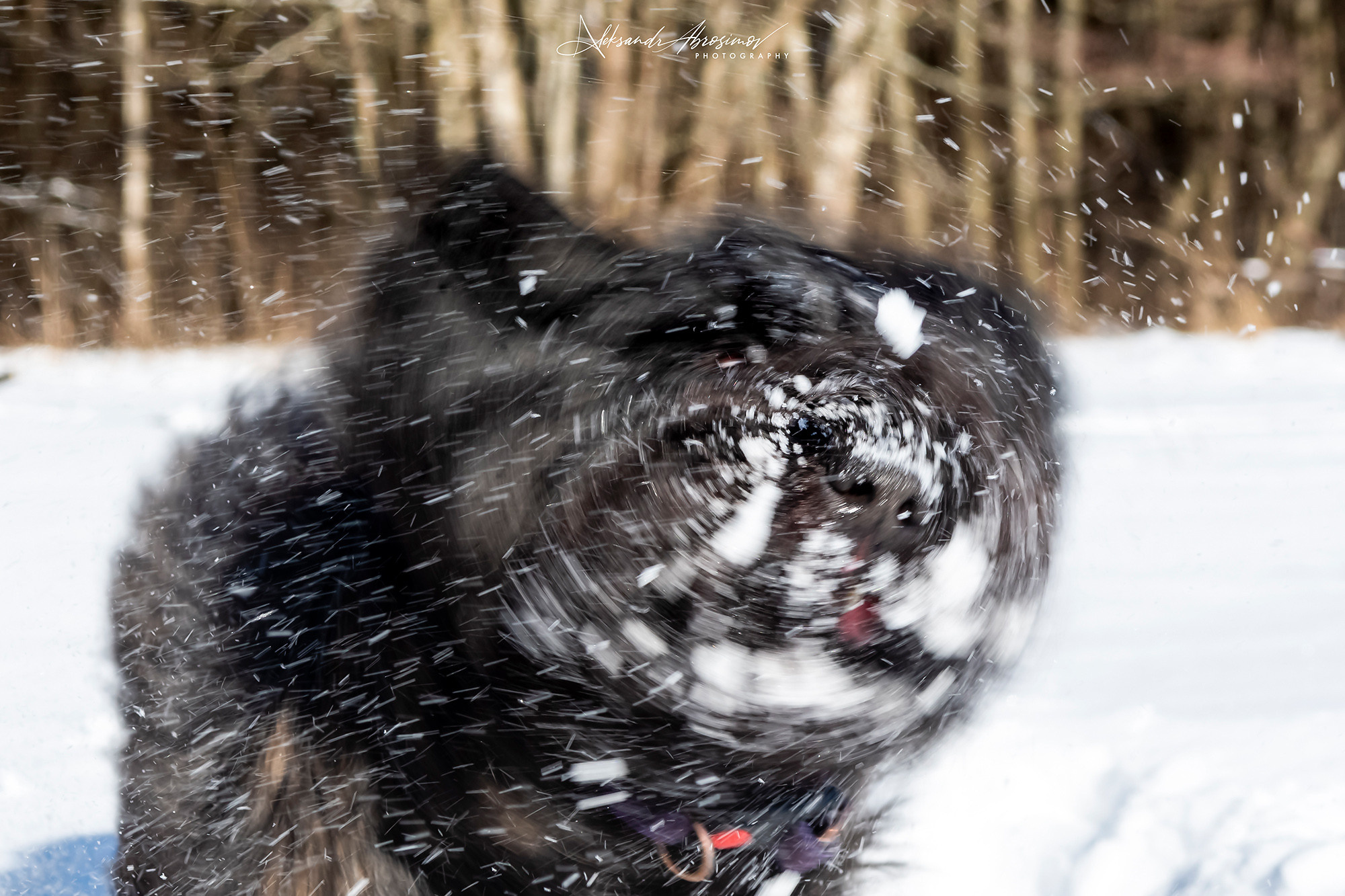 Pets. Домашние питомцы. Aleksandr Abrosimov Photography