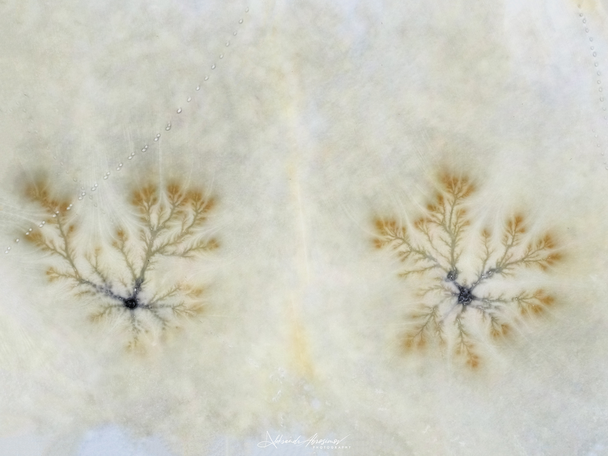 Рисунки природы. The drawings of nature. Aleksandr Abrosimov Photography