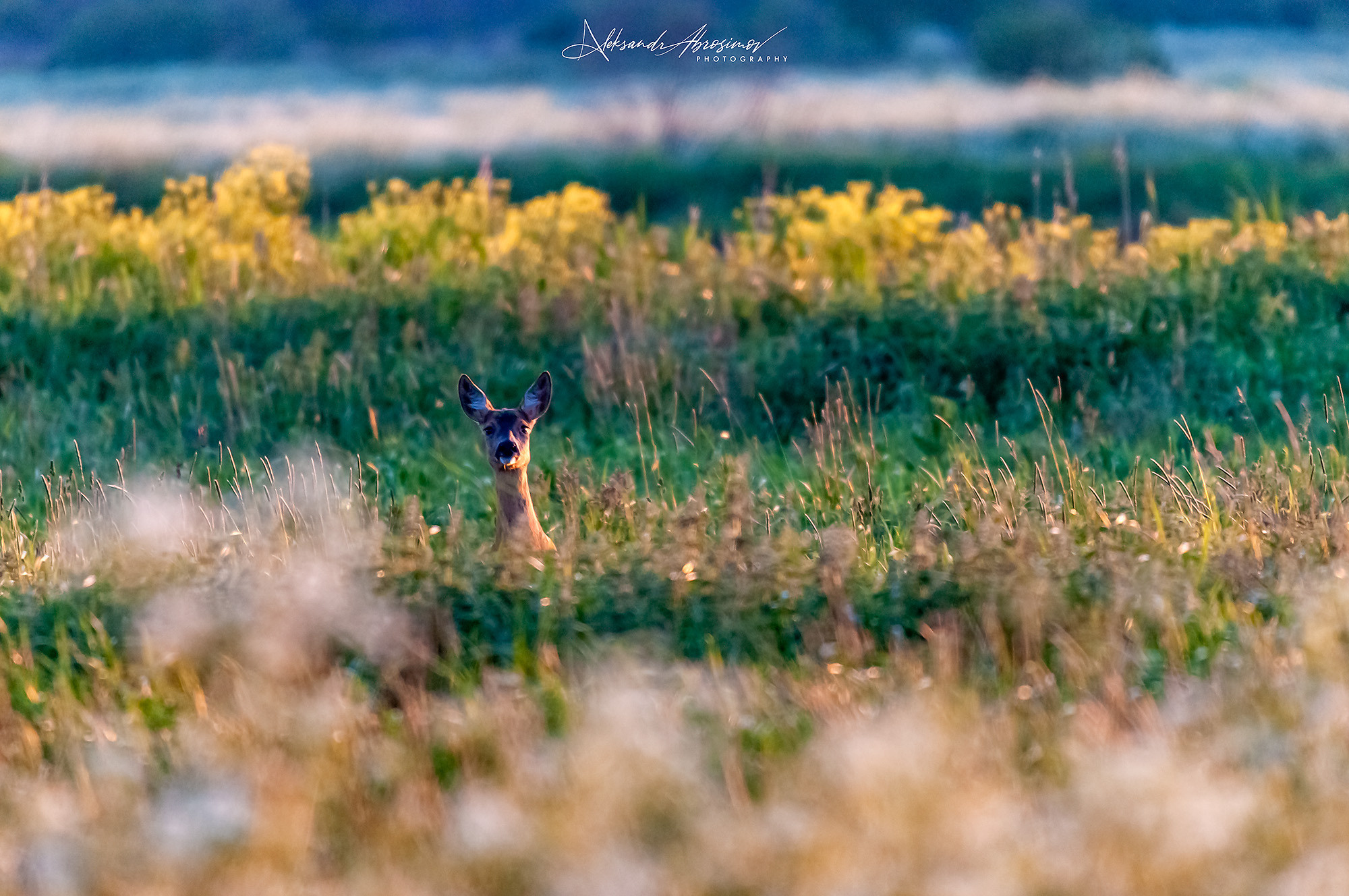 Animals. Животные. Aleksandr Abrosimov Photography