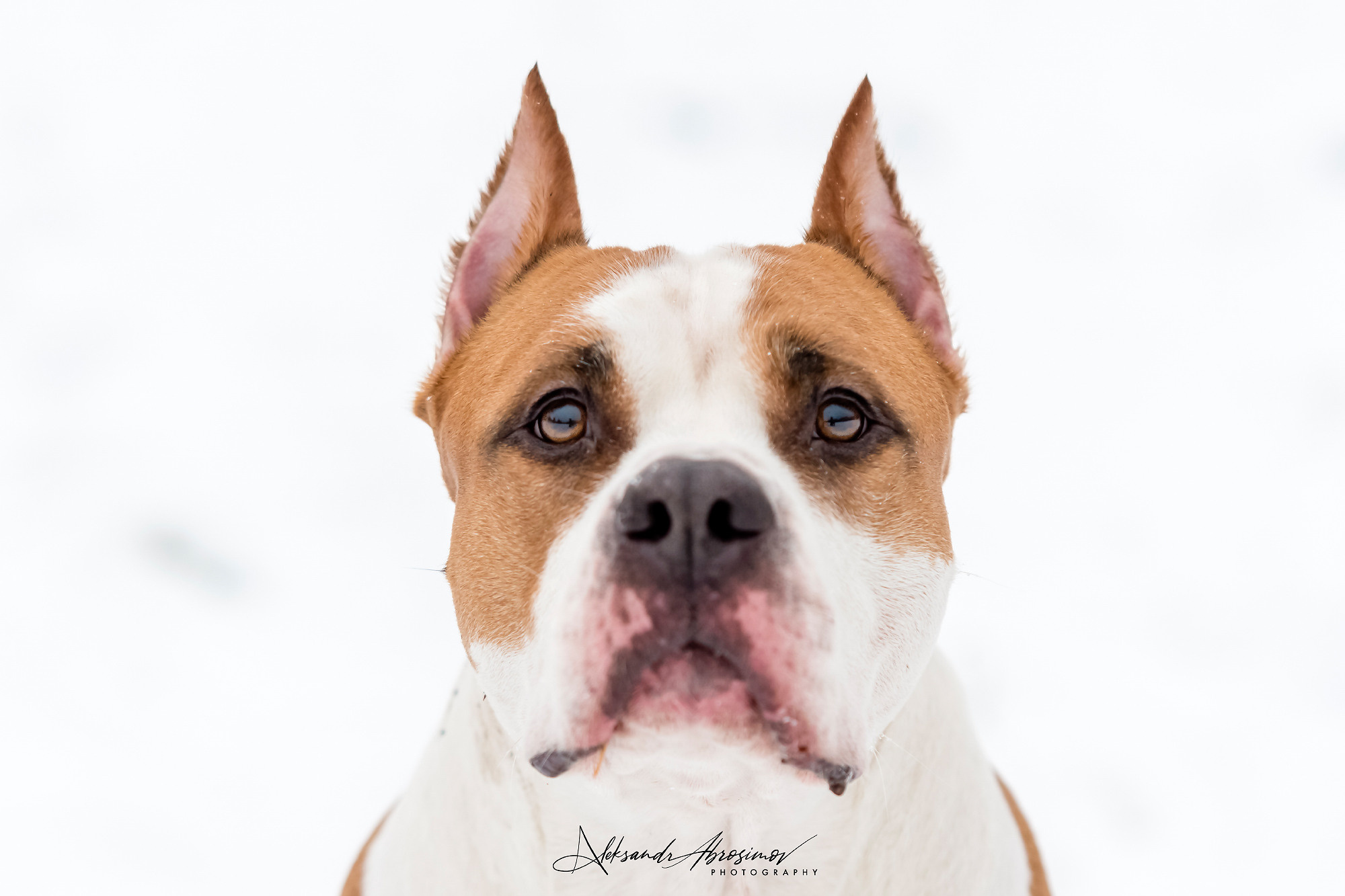 Pets. Домашние питомцы. Aleksandr Abrosimov Photography