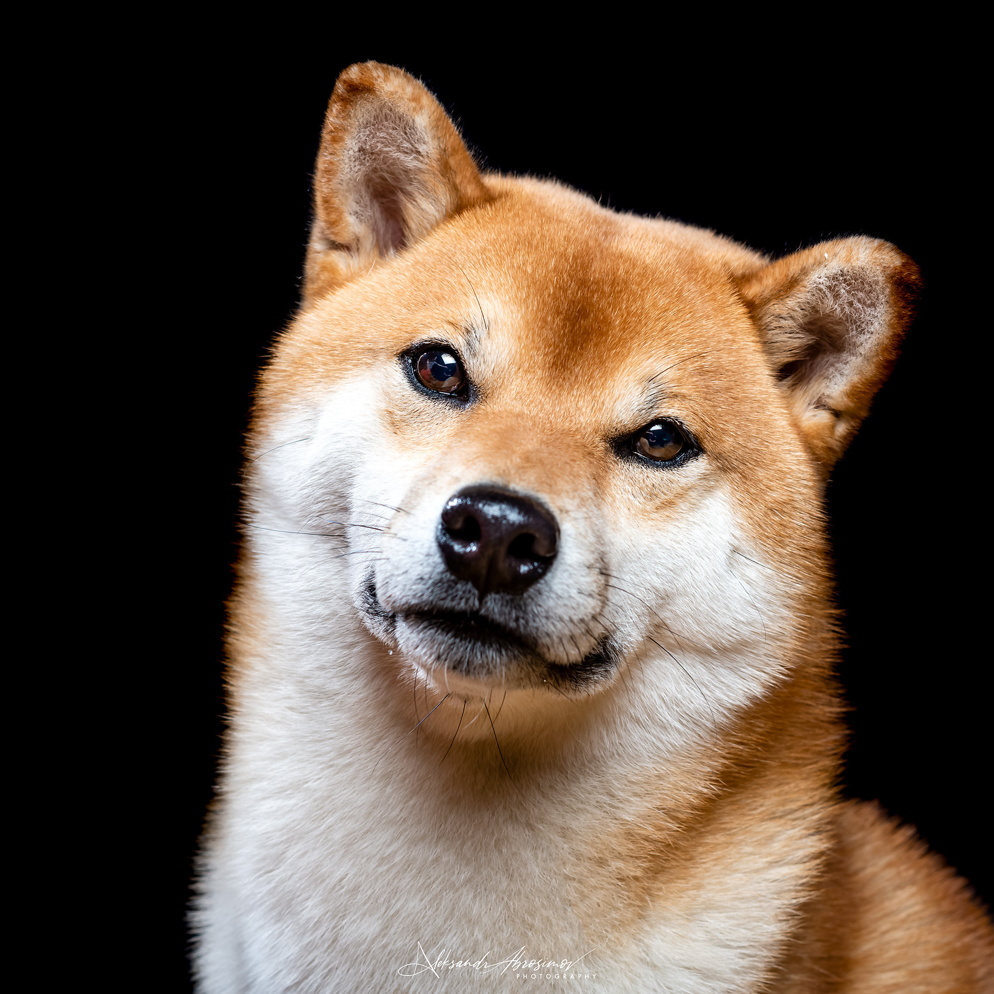 Pets. Домашние питомцы. Aleksandr Abrosimov Photography