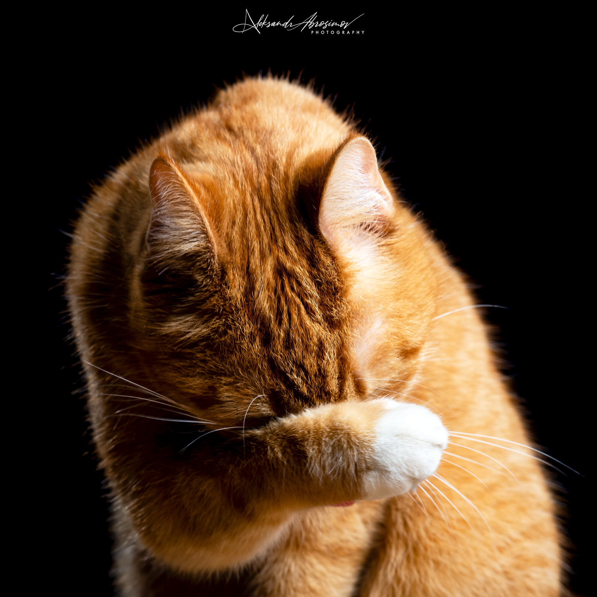 Pets. Домашние питомцы. Aleksandr Abrosimov Photography