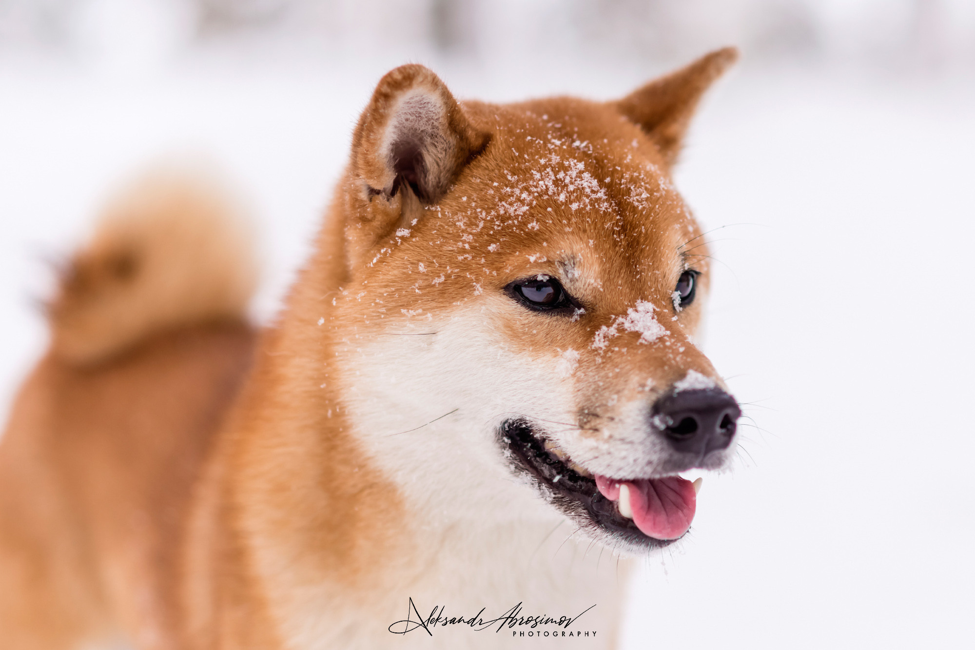 Pets. Домашние питомцы. Aleksandr Abrosimov Photography