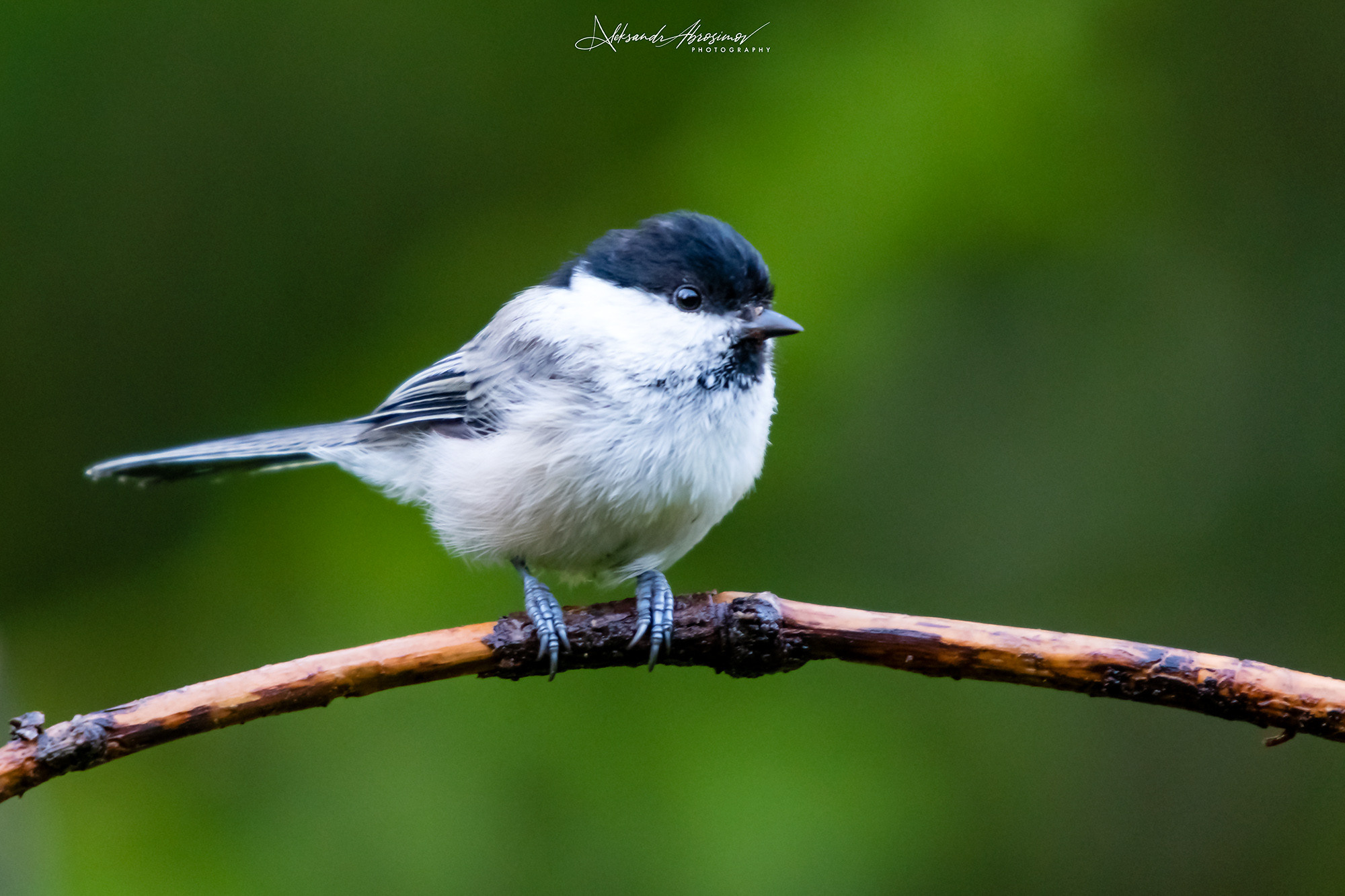 Birds. Птицы. Aleksandr Abrosimov Photography