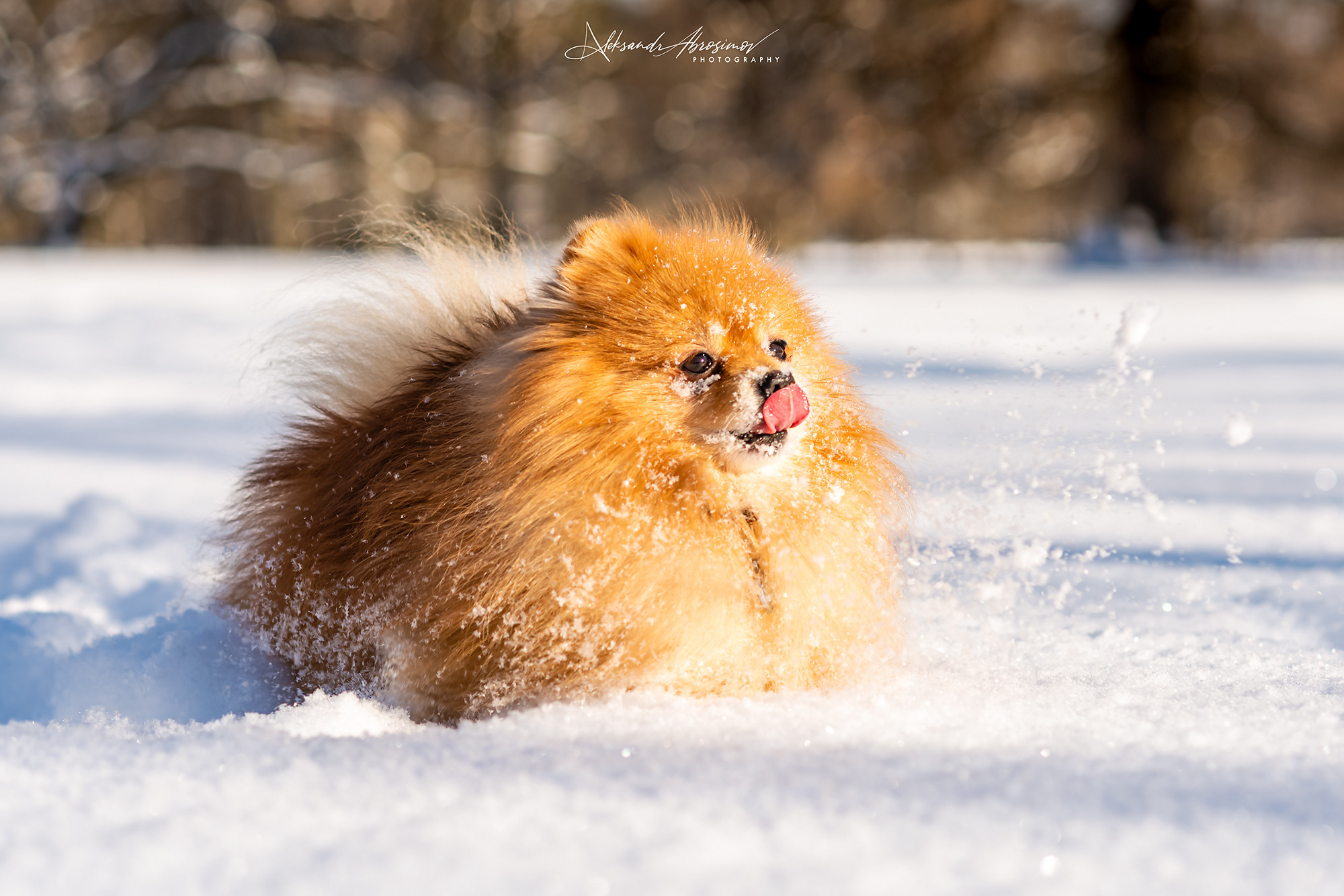 Pets. Домашние питомцы. Aleksandr Abrosimov Photography