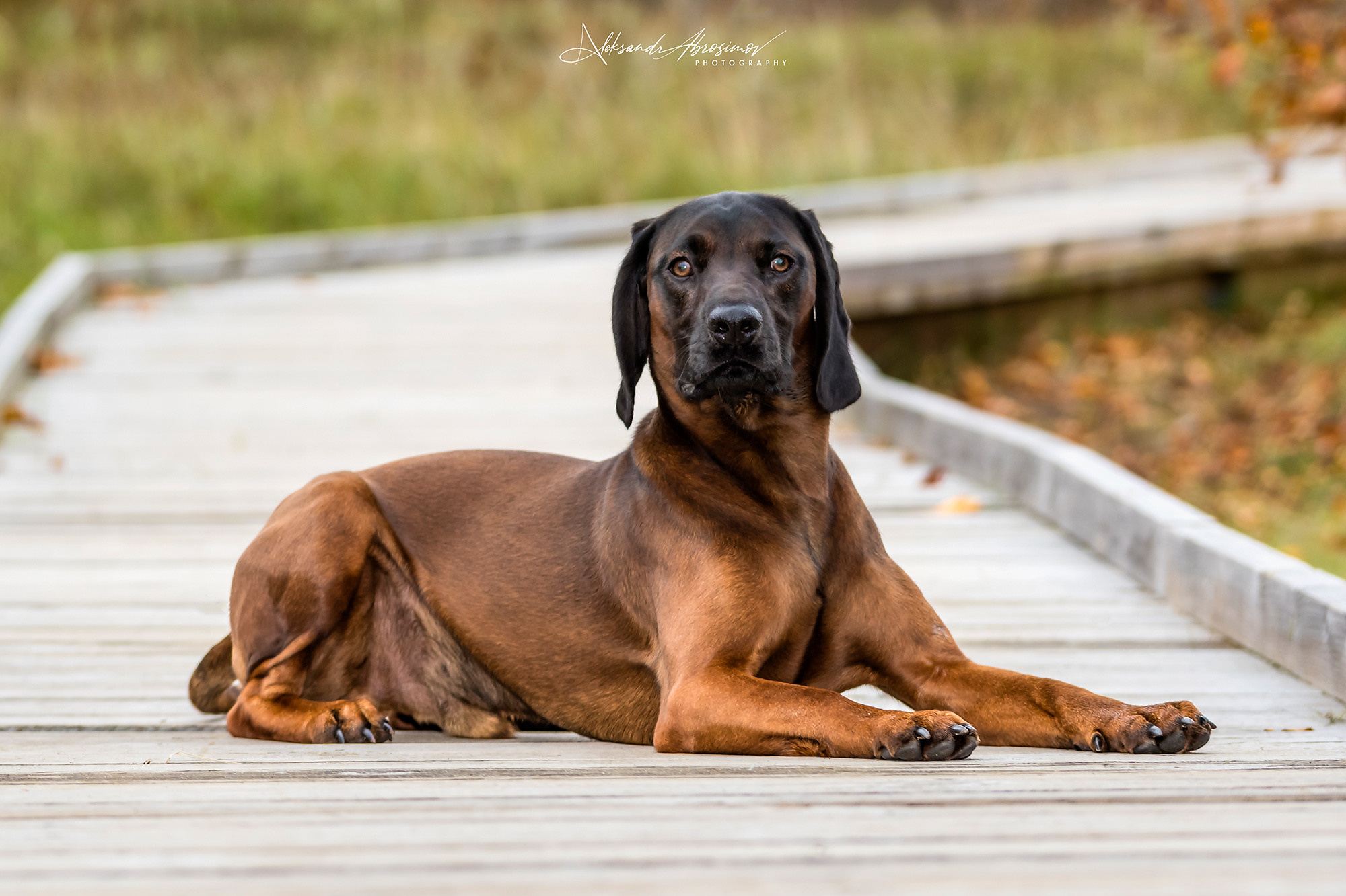 Pets. Домашние питомцы. Aleksandr Abrosimov Photography