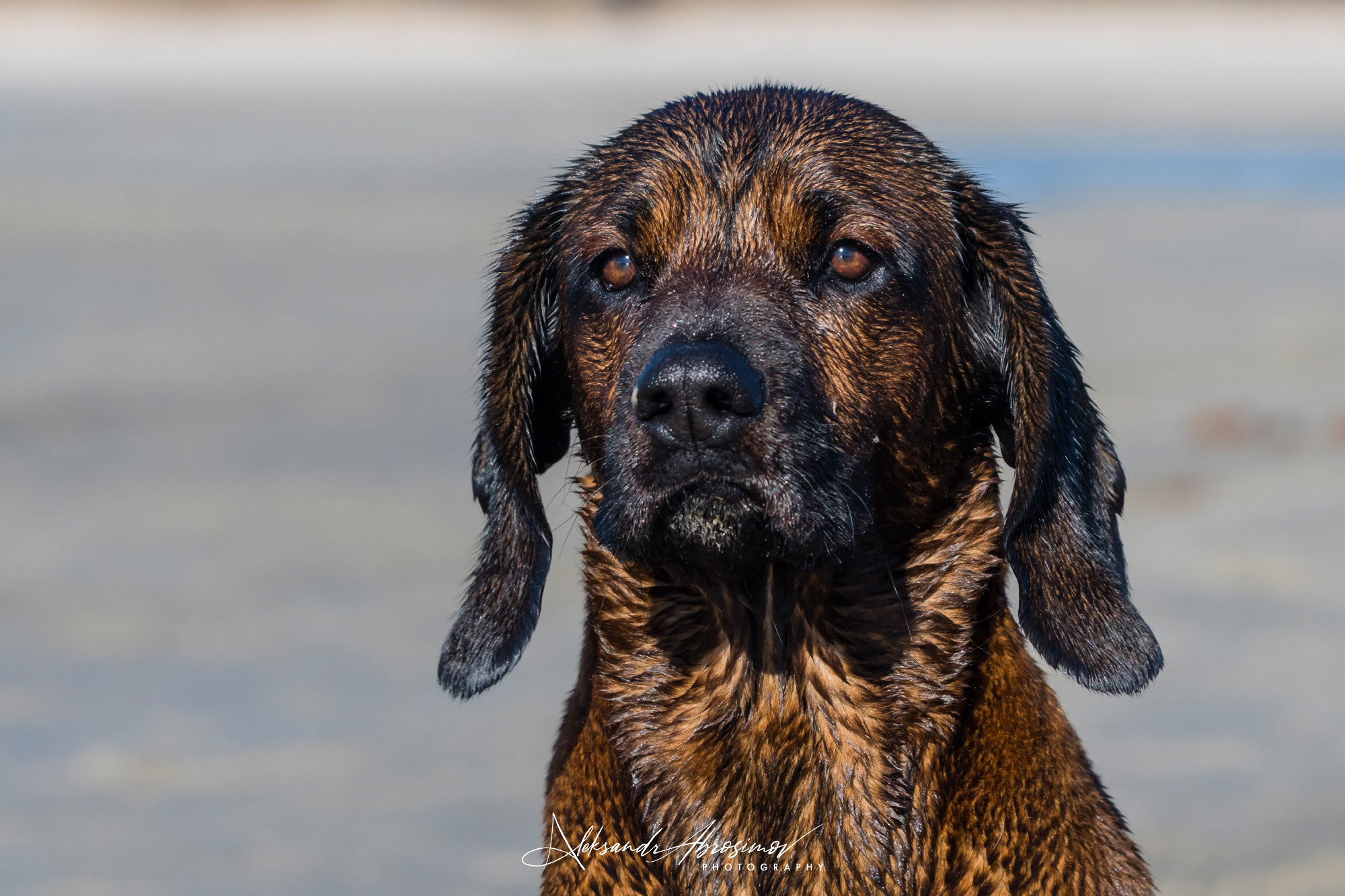 Pets. Домашние питомцы. Aleksandr Abrosimov Photography