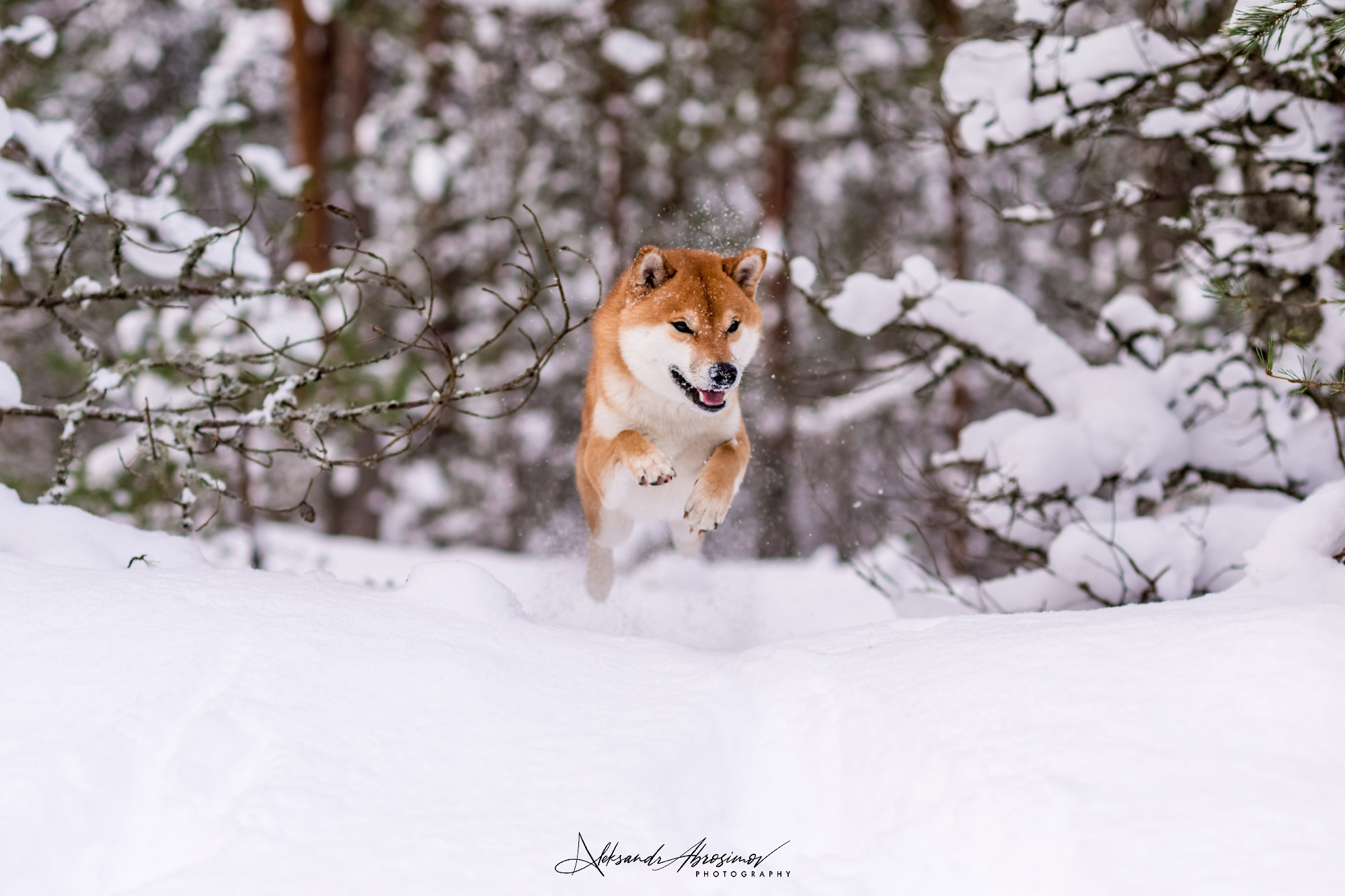 Pets. Домашние питомцы. Aleksandr Abrosimov Photography