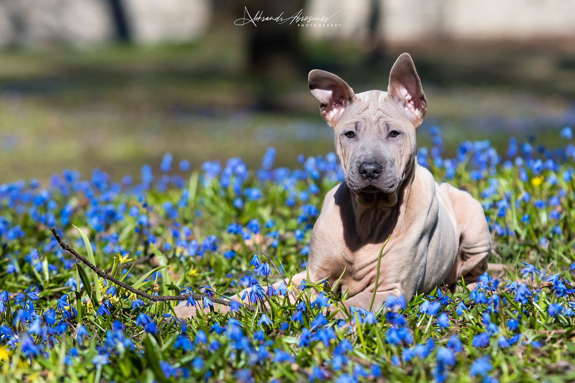 Pets. Домашние питомцы. Aleksandr Abrosimov Photography