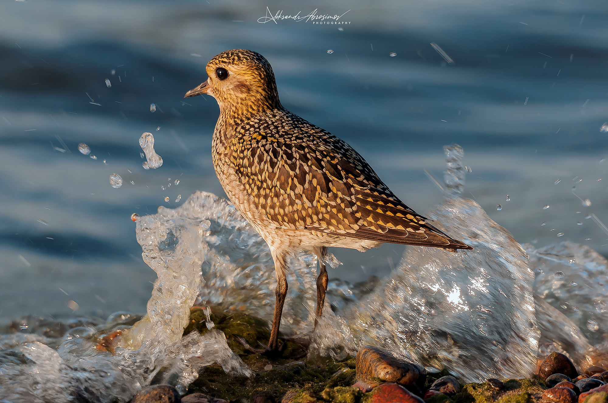 Birds. Птицы. Aleksandr Abrosimov Photography
