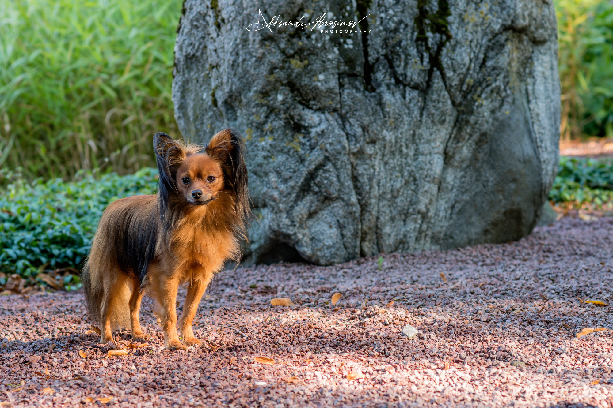 Pets. Домашние питомцы. Aleksandr Abrosimov Photography
