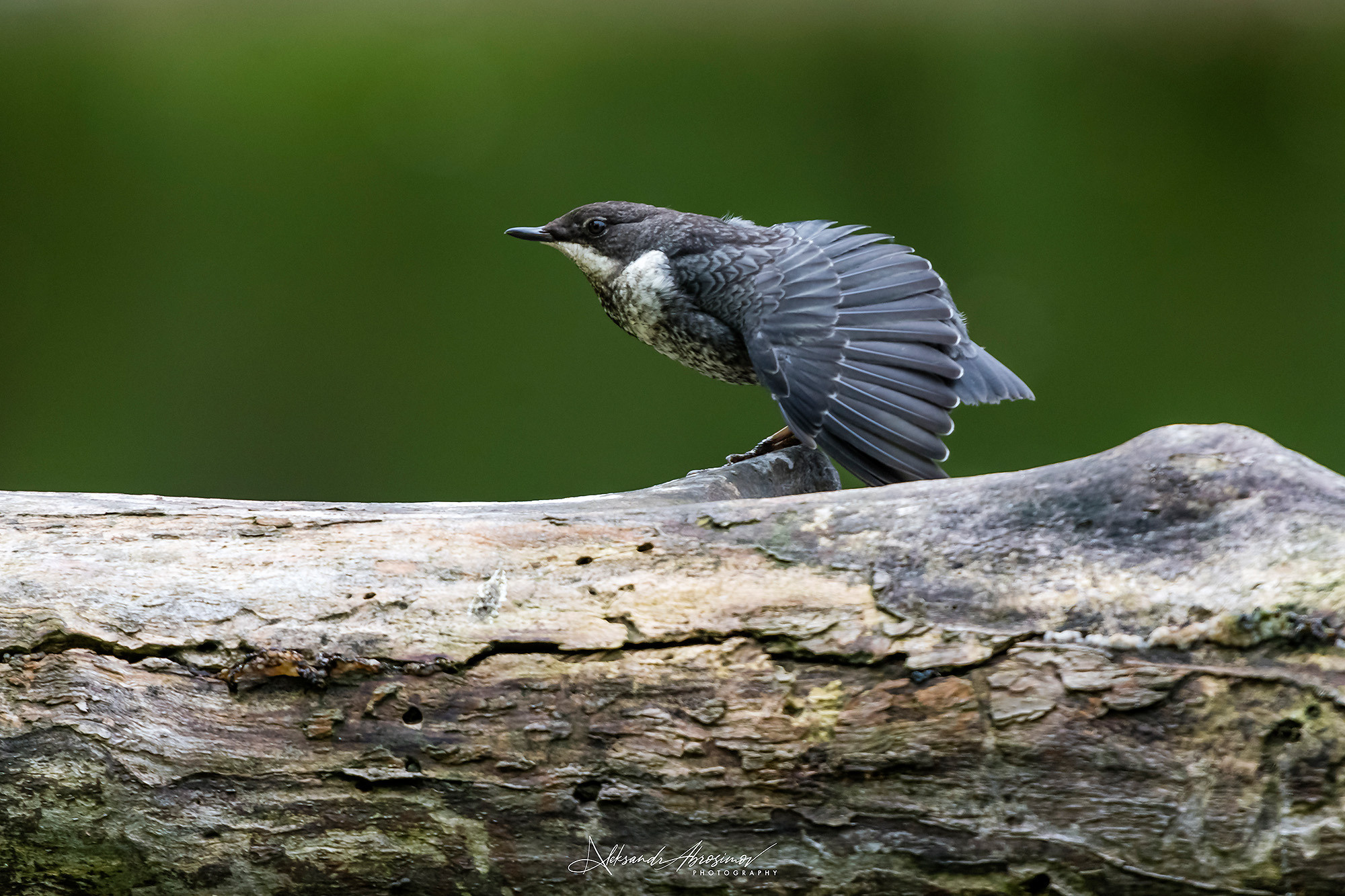 Birds. Птицы. Aleksandr Abrosimov Photography