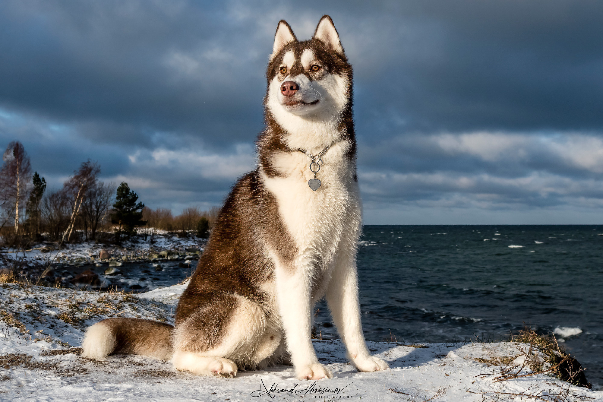 Pets. Домашние питомцы. Aleksandr Abrosimov Photography