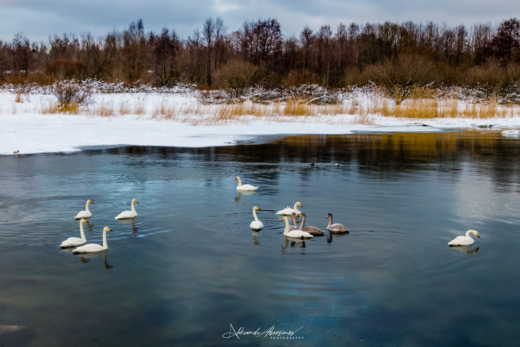 Birds. Птицы. Aleksandr Abrosimov Photography