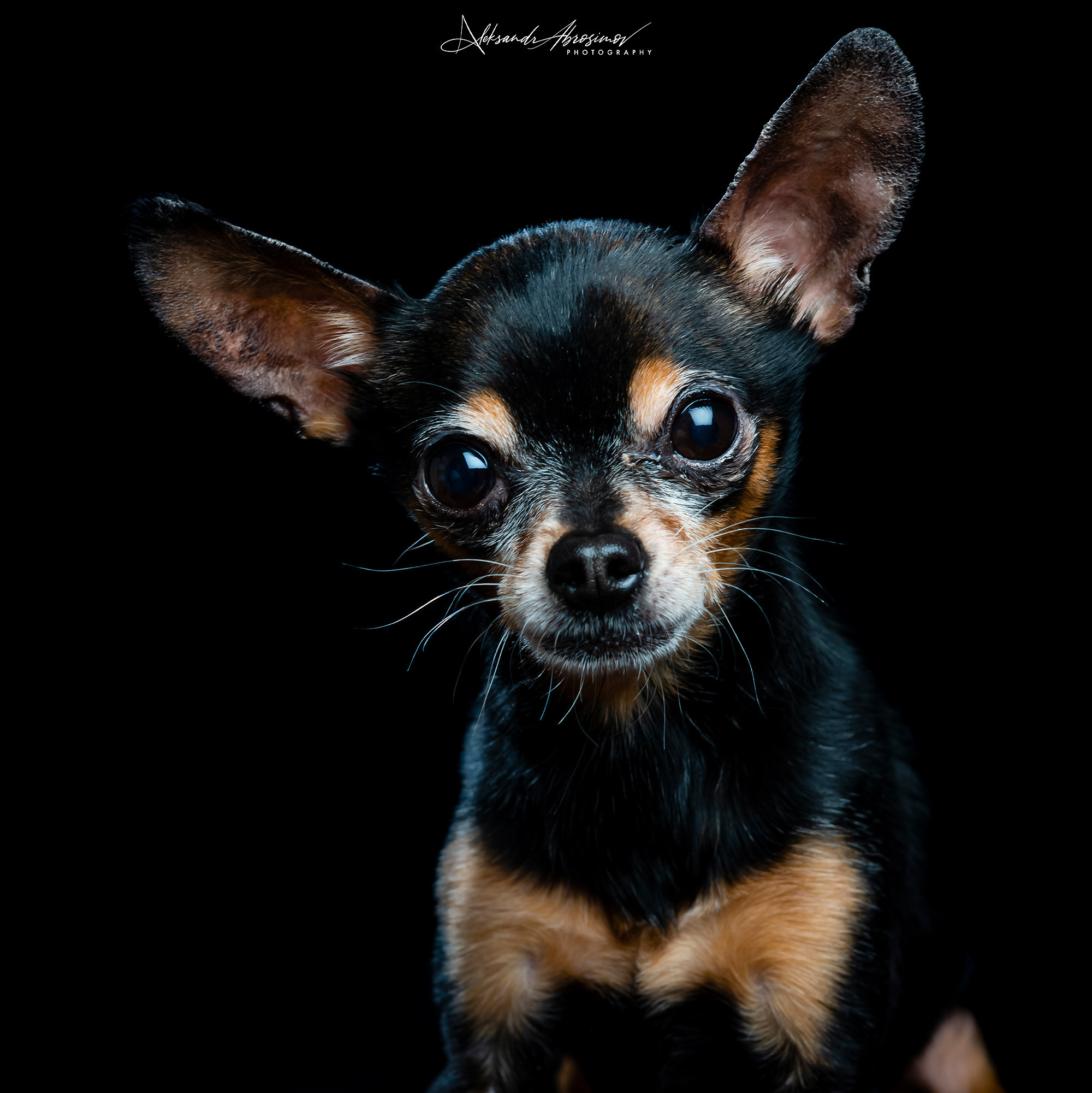 Pets. Домашние питомцы. Aleksandr Abrosimov Photography