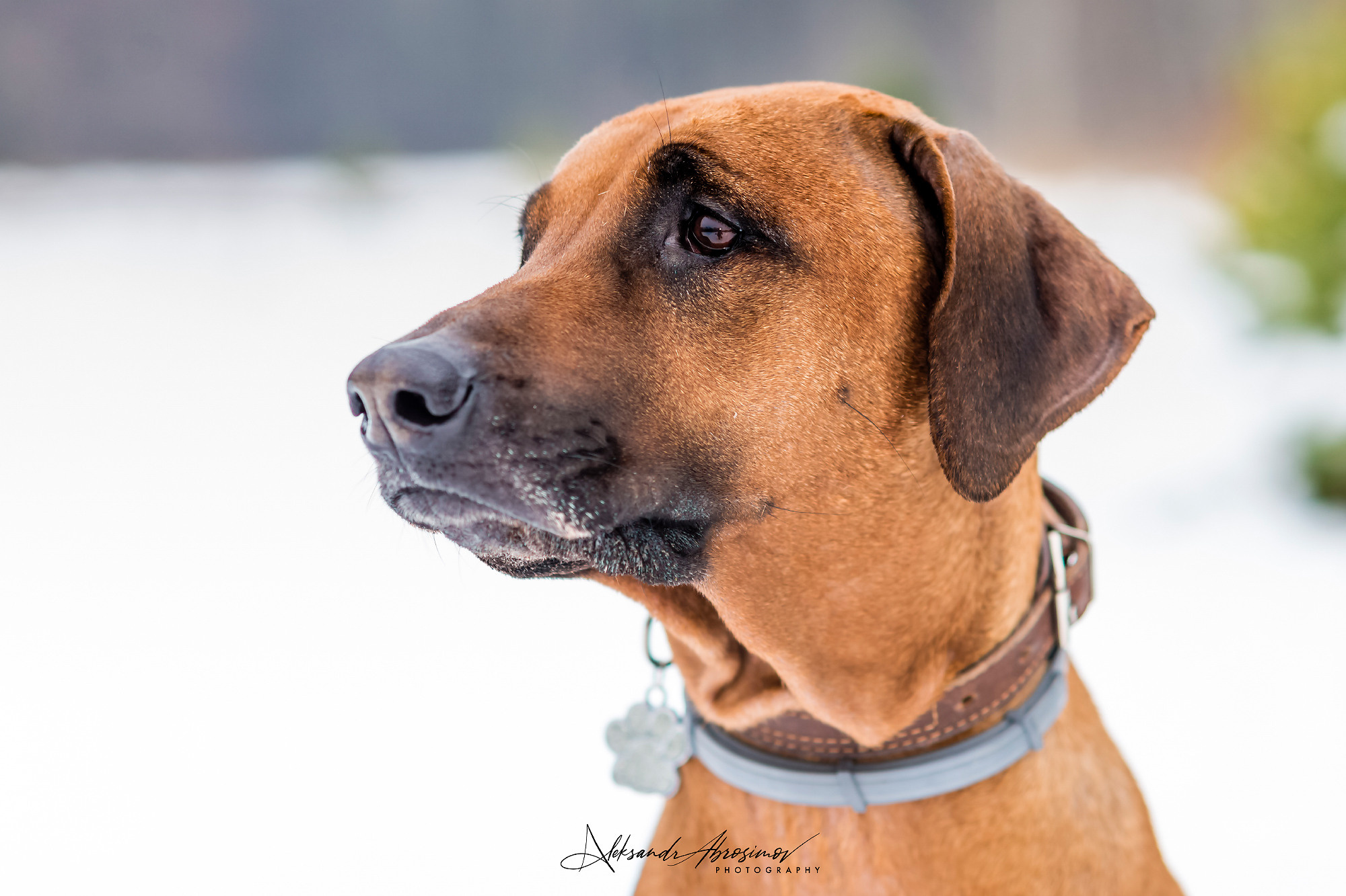 Pets. Домашние питомцы. Aleksandr Abrosimov Photography