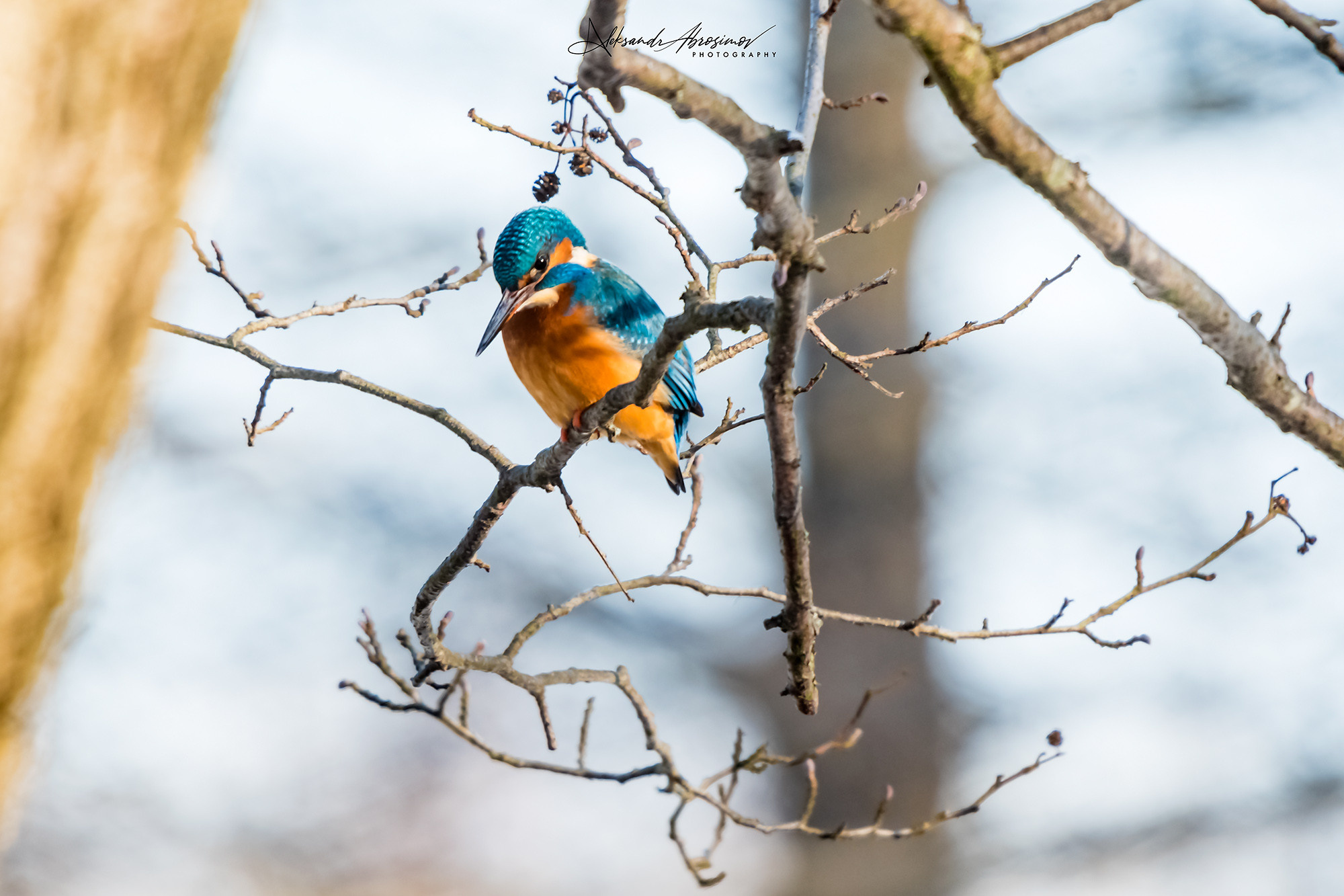 Birds. Птицы. Aleksandr Abrosimov Photography
