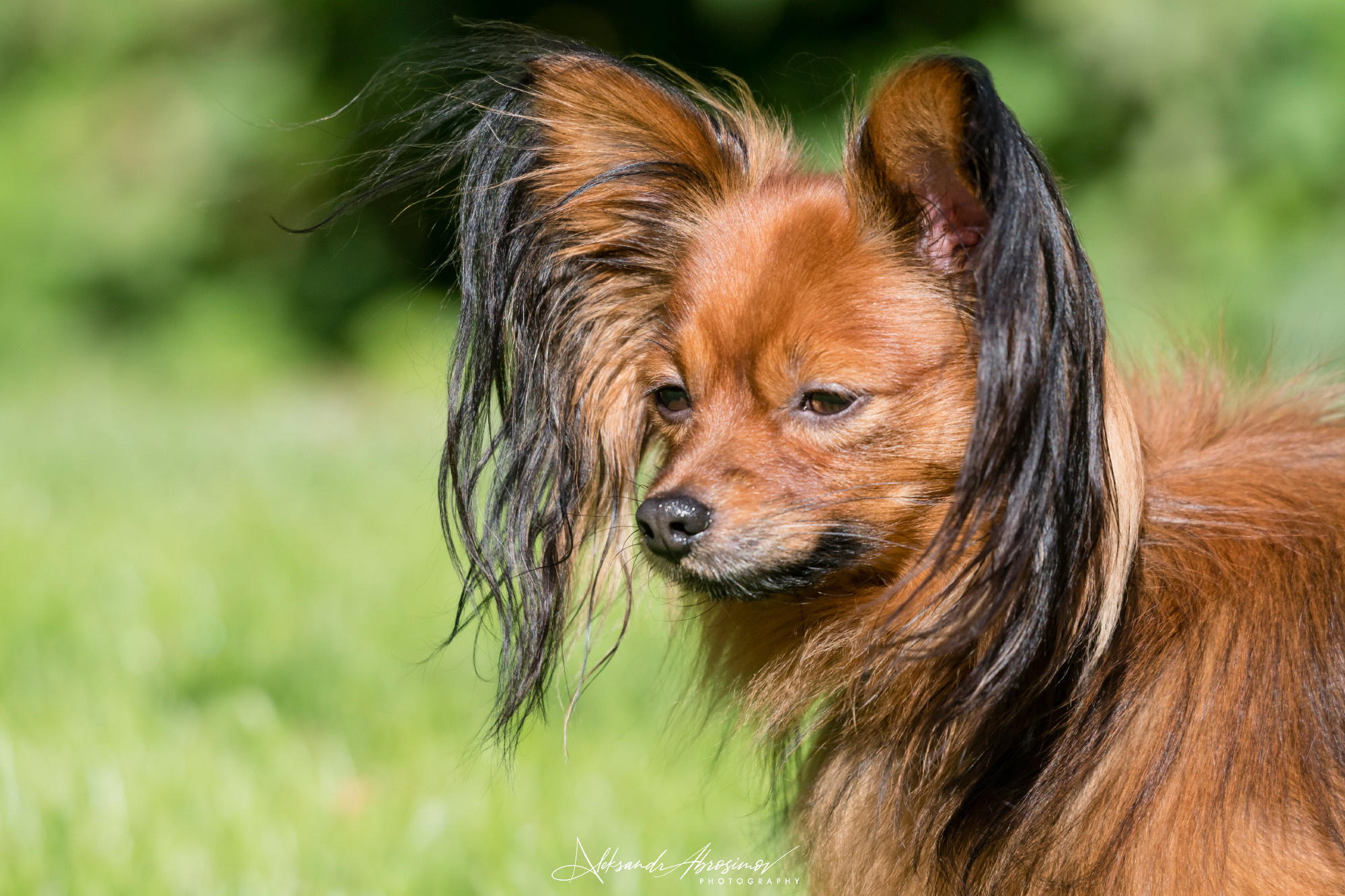 Pets. Домашние питомцы. Aleksandr Abrosimov Photography
