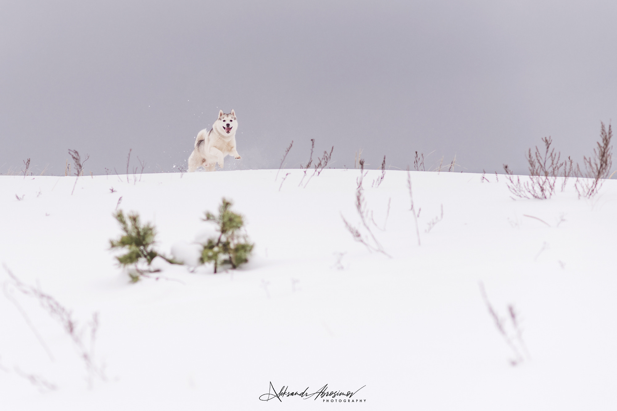 Pets. Домашние питомцы. Aleksandr Abrosimov Photography