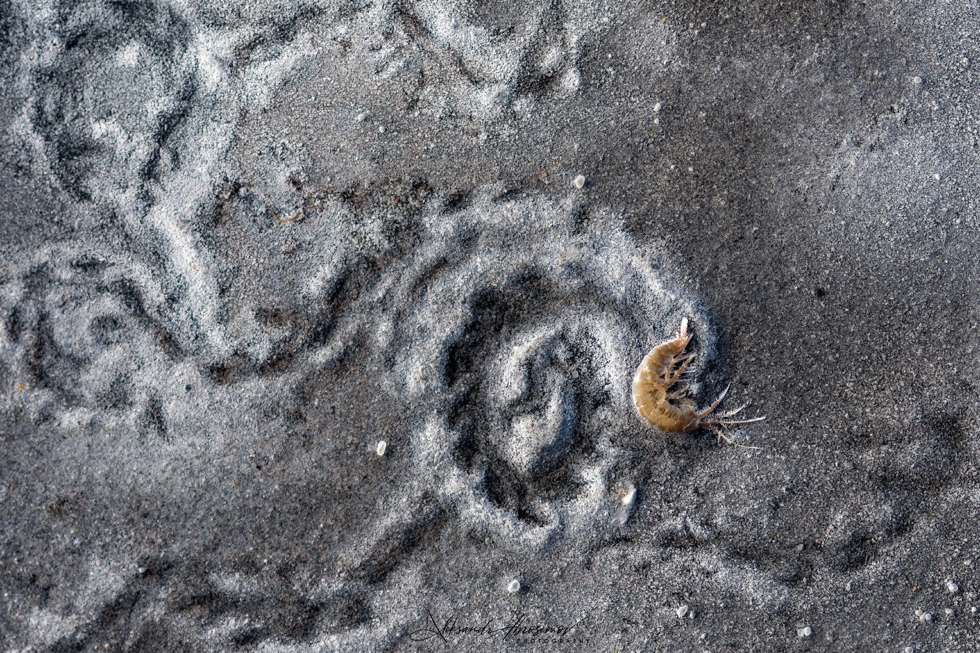 Insects. Насекомые. Aleksandr Abrosimov Photography