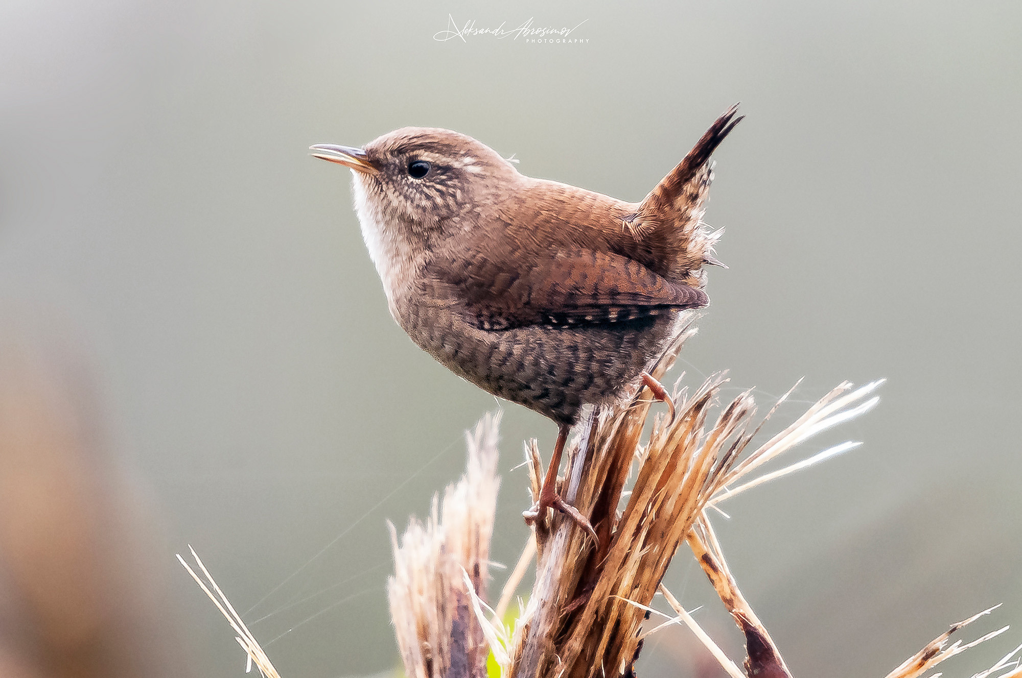 Birds. Птицы. Aleksandr Abrosimov Photography