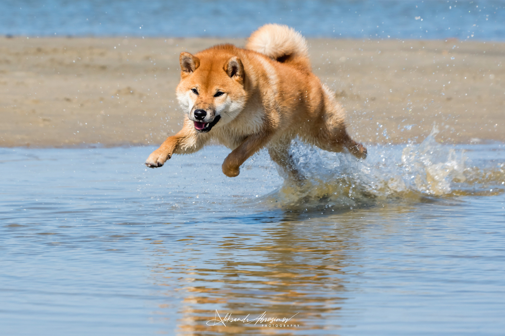 Pets. Домашние питомцы. Aleksandr Abrosimov Photography
