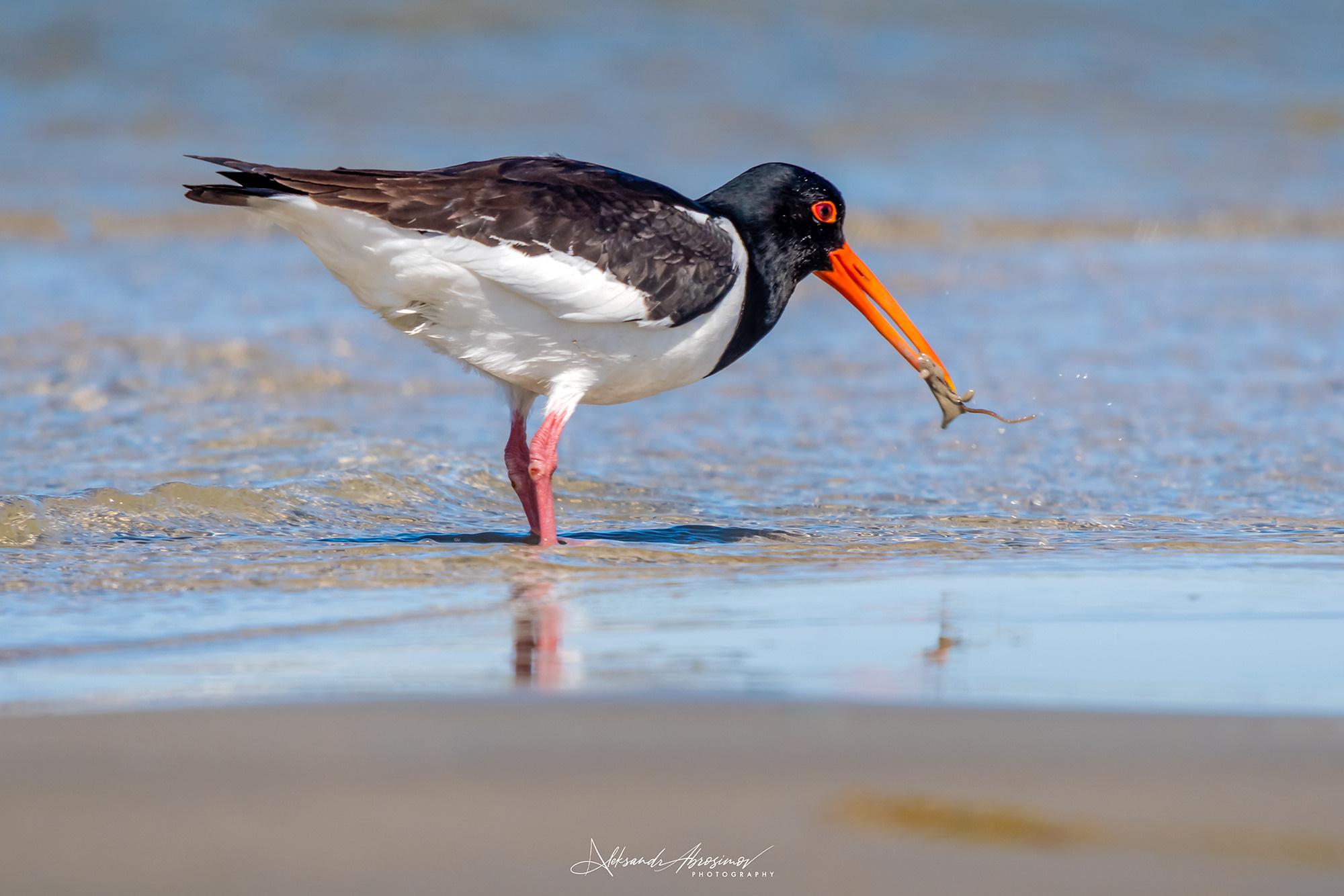 Birds. Птицы. Aleksandr Abrosimov Photography
