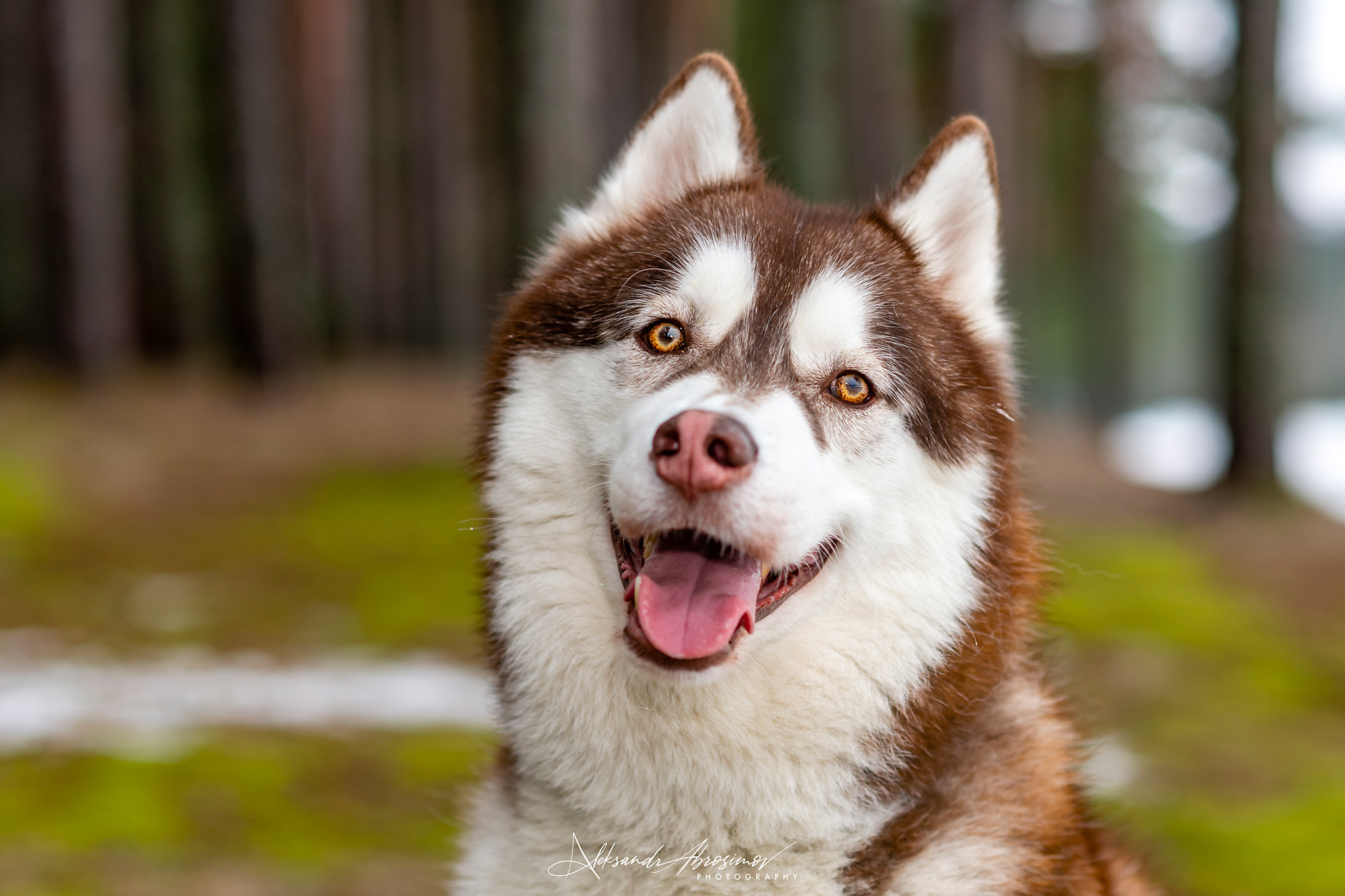 Pets. Домашние питомцы. Aleksandr Abrosimov Photography