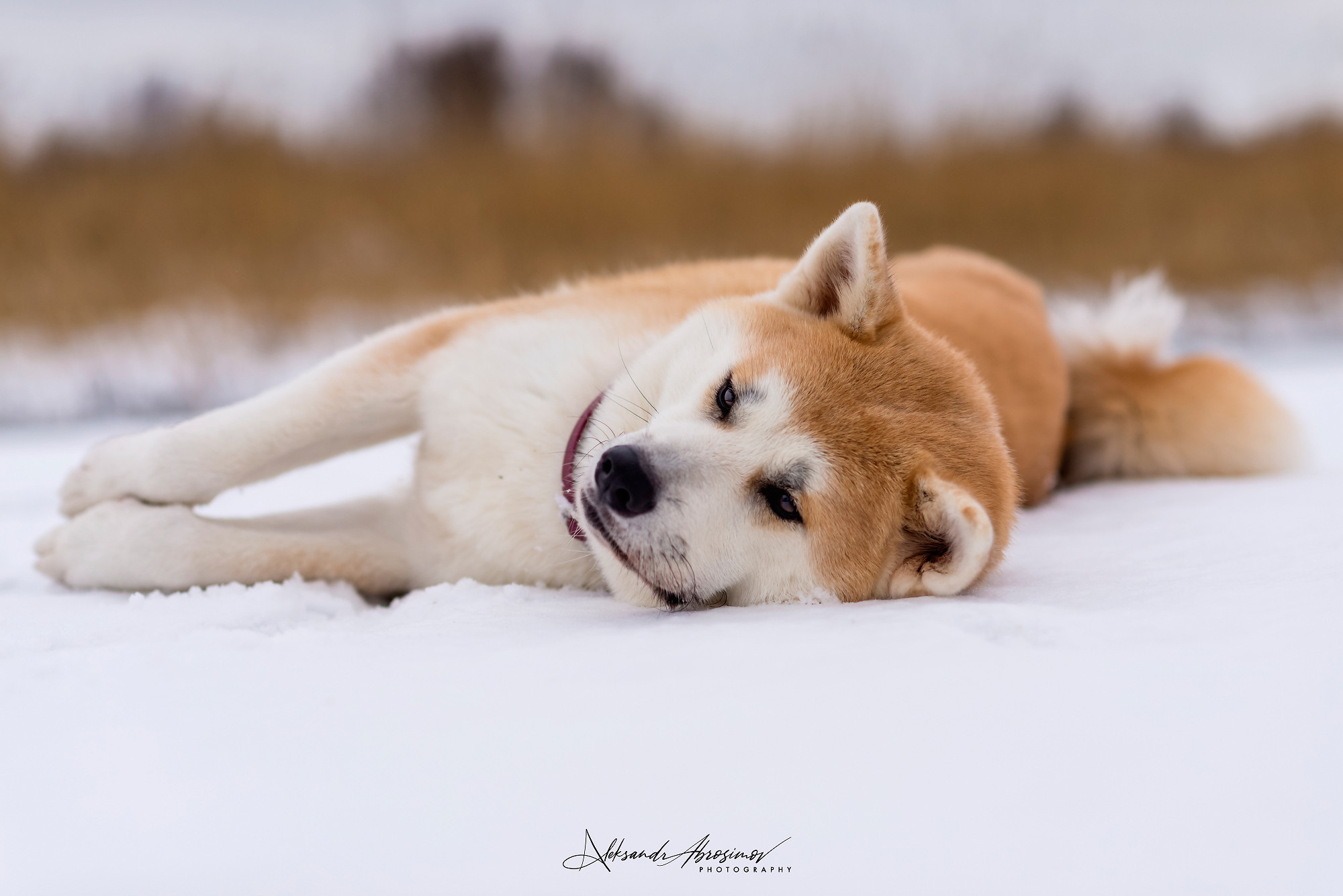 Pets. Домашние питомцы. Aleksandr Abrosimov Photography