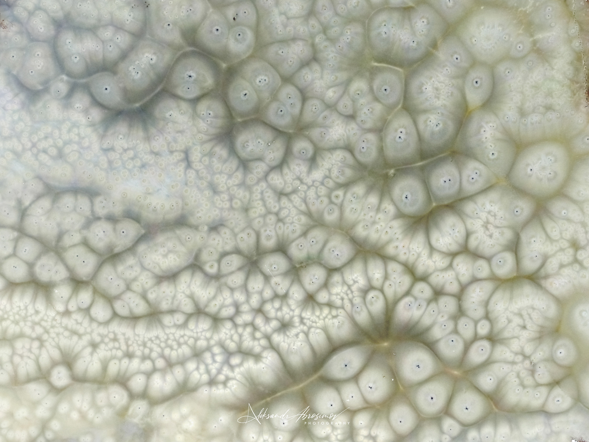 Рисунки природы. The drawings of nature. Aleksandr Abrosimov Photography