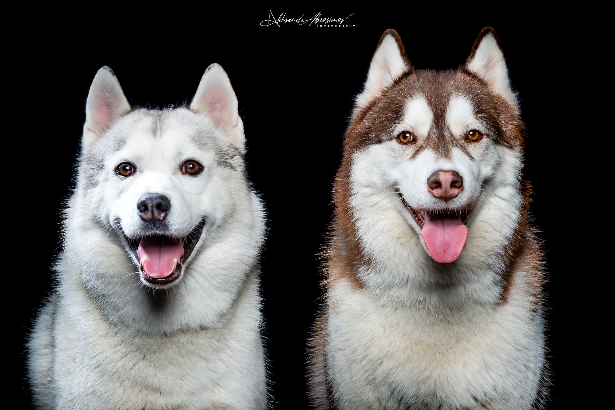 Pets. Домашние питомцы. Aleksandr Abrosimov Photography