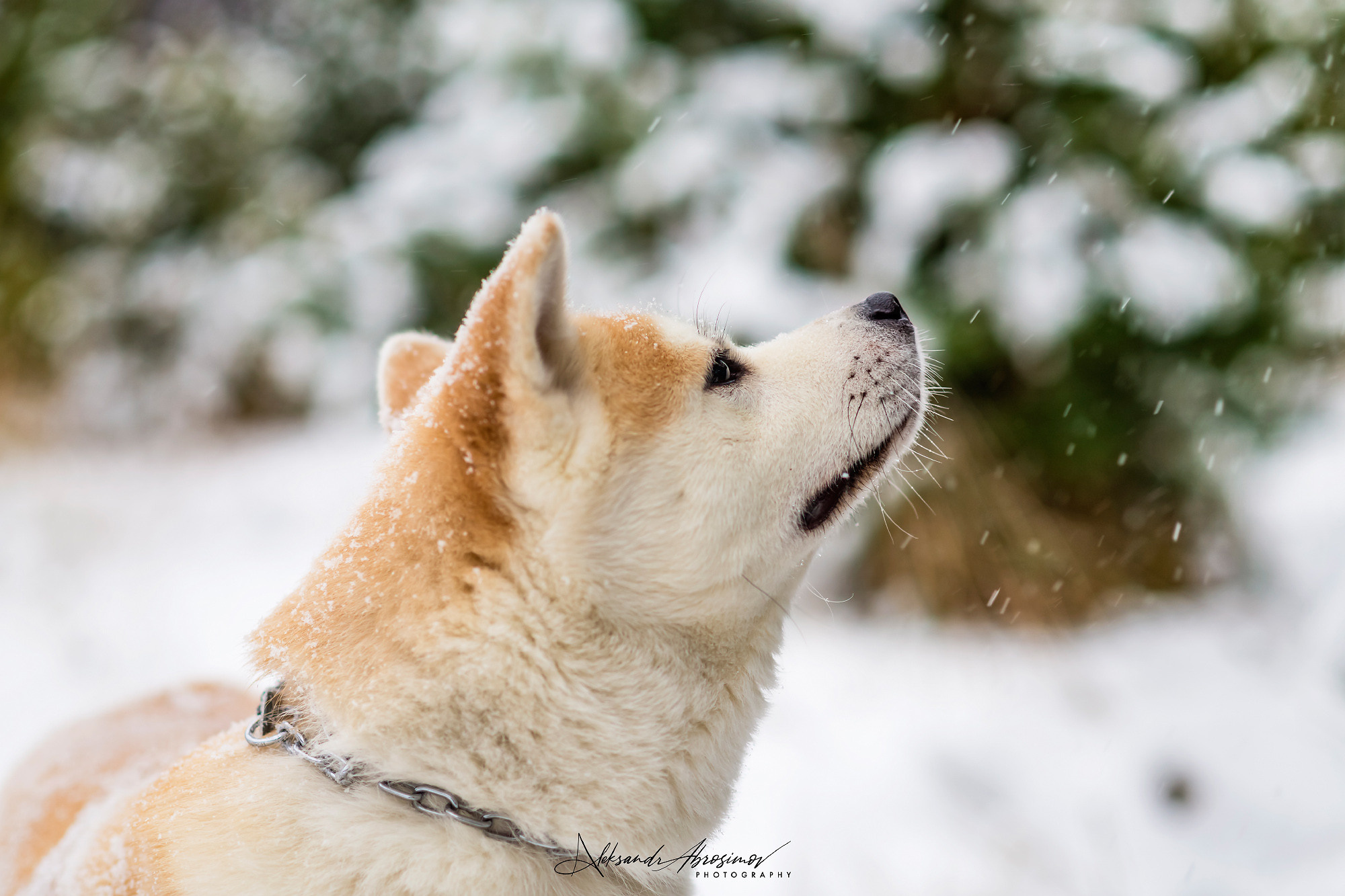 Pets. Домашние питомцы. Aleksandr Abrosimov Photography