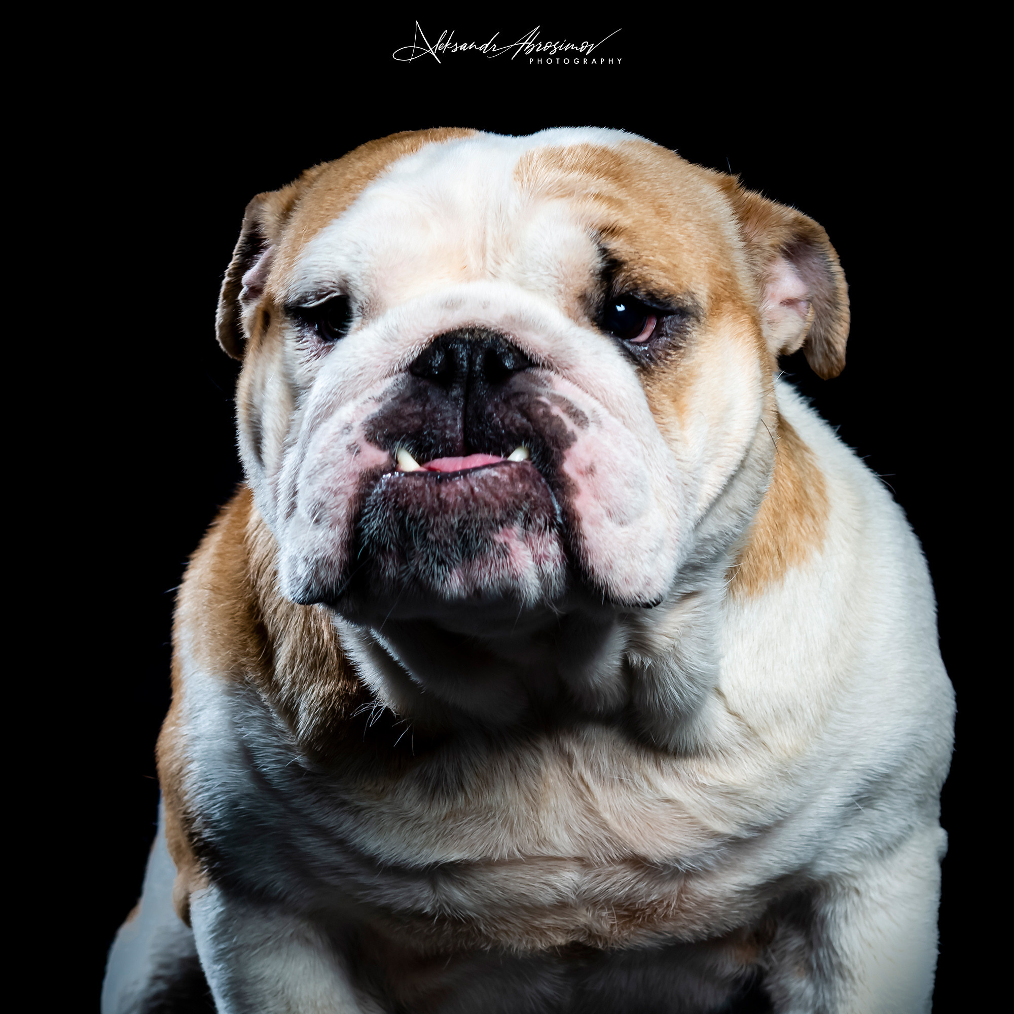 Pets. Домашние питомцы. Aleksandr Abrosimov Photography