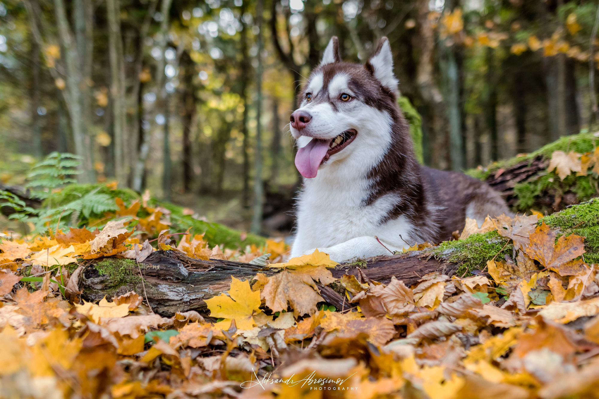 Pets. Домашние питомцы. Aleksandr Abrosimov Photography