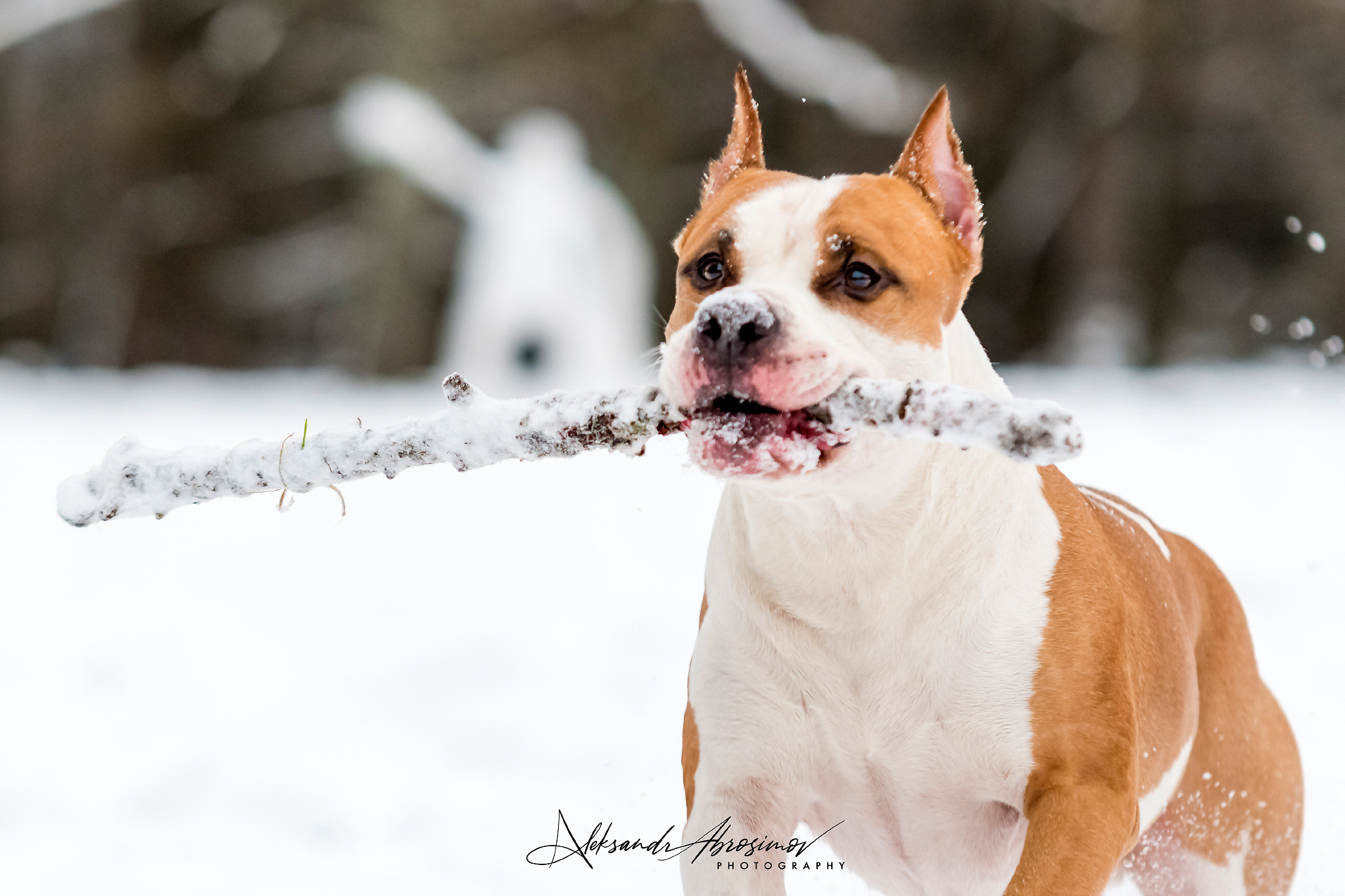Pets. Домашние питомцы. Aleksandr Abrosimov Photography