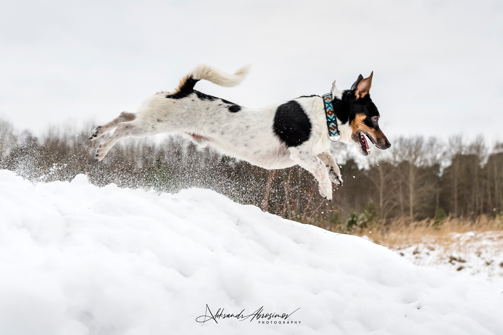 Pets. Домашние питомцы. Aleksandr Abrosimov Photography