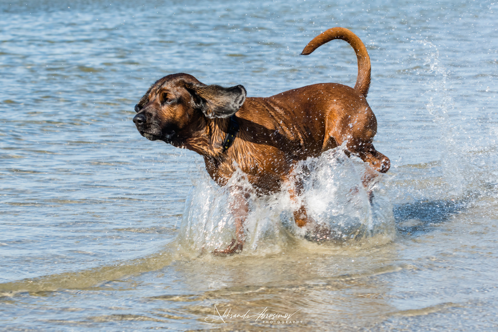 Pets. Домашние питомцы. Aleksandr Abrosimov Photography