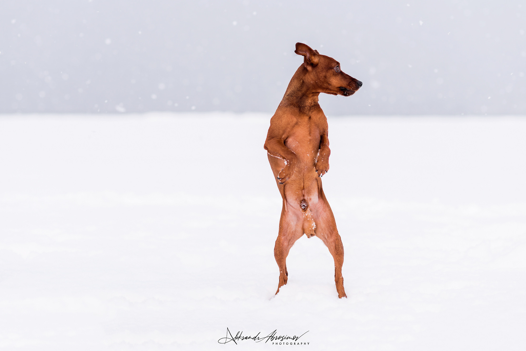 Pets. Домашние питомцы. Aleksandr Abrosimov Photography