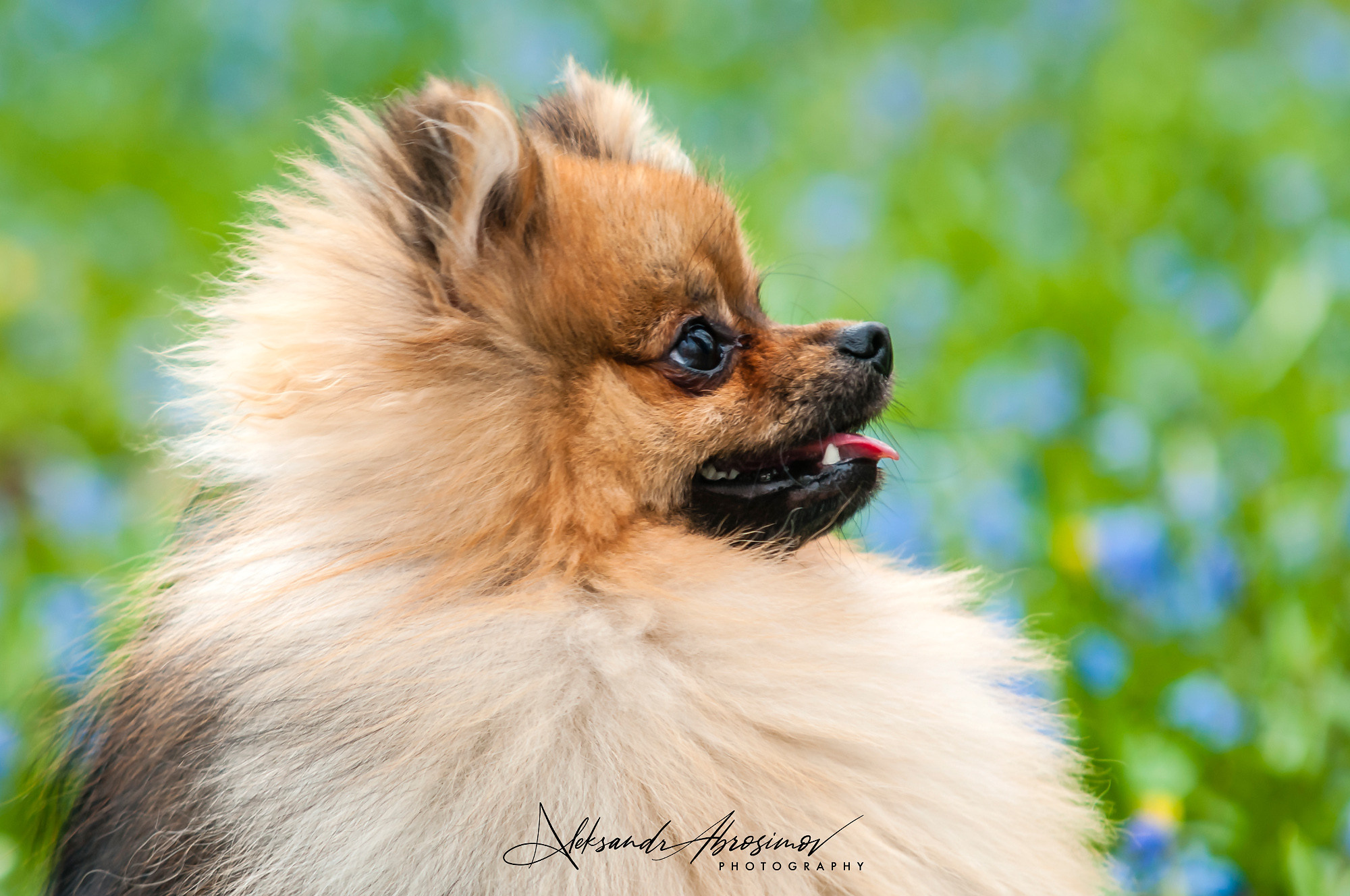Pets. Домашние питомцы. Aleksandr Abrosimov Photography