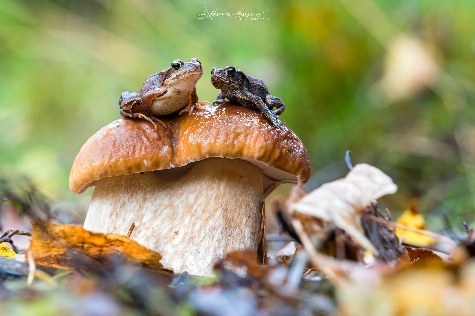 Reptiles. Пресмыкающиеся. Aleksandr Abrosimov Photography