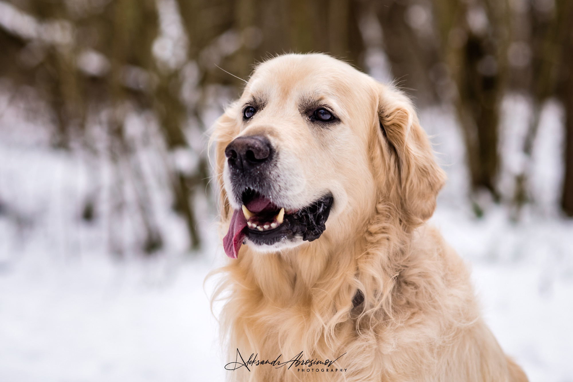 Pets. Домашние питомцы. Aleksandr Abrosimov Photography