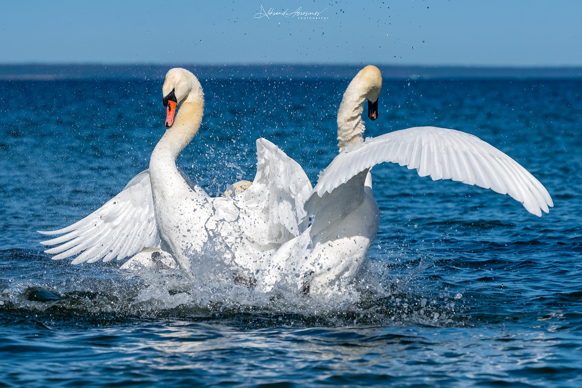 Birds. Птицы. Aleksandr Abrosimov Photography