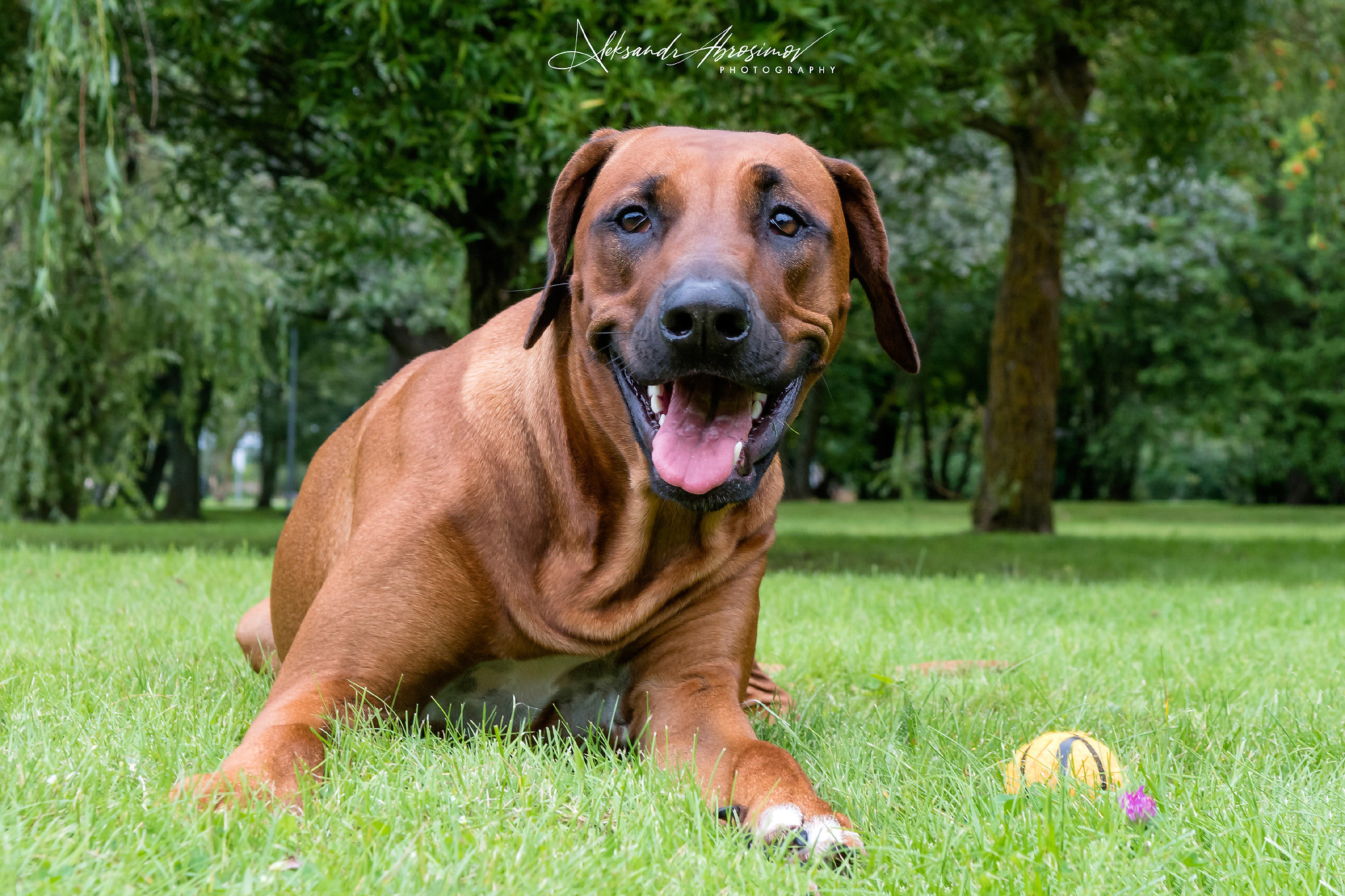 Pets. Домашние питомцы. Aleksandr Abrosimov Photography