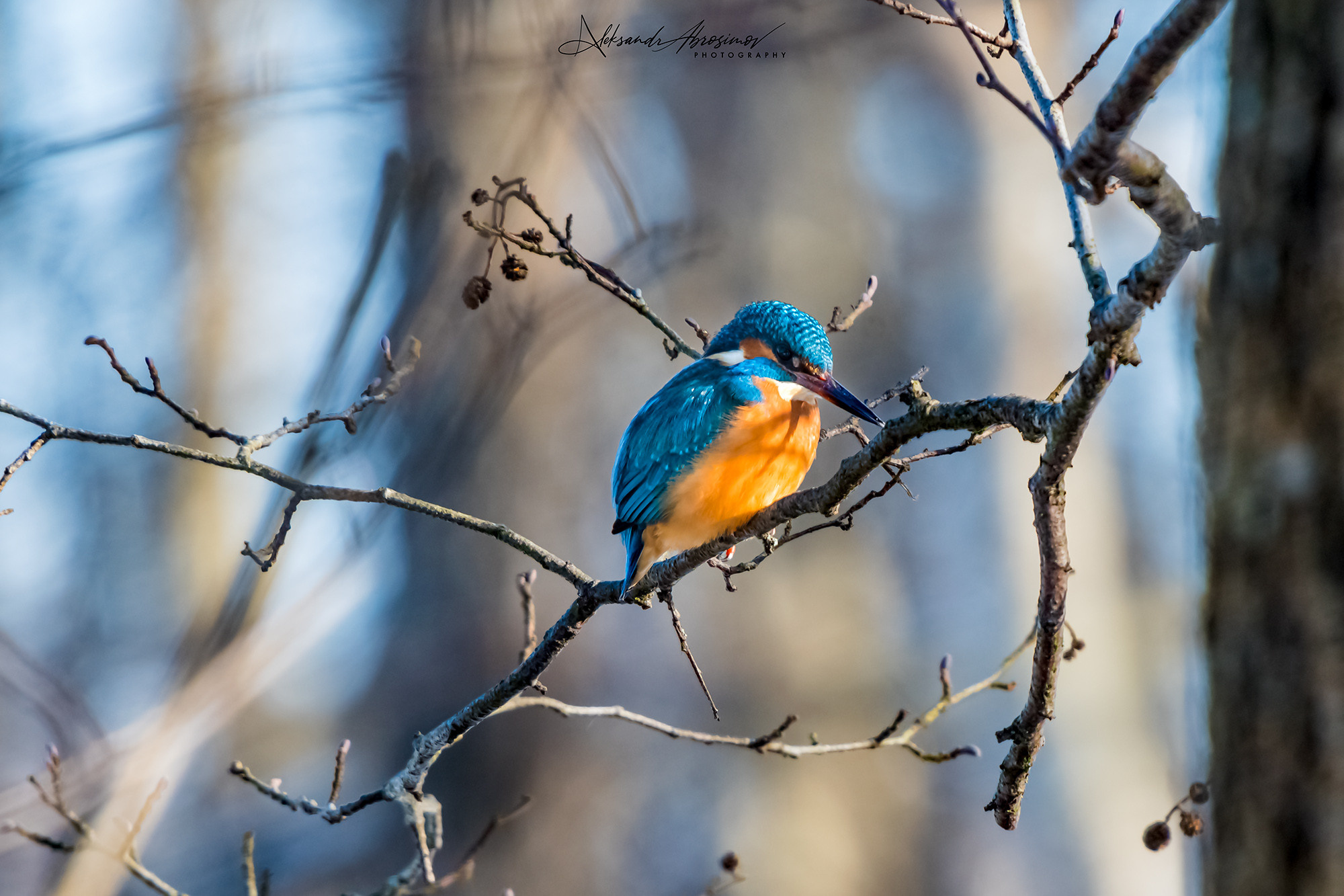 Birds. Птицы. Aleksandr Abrosimov Photography