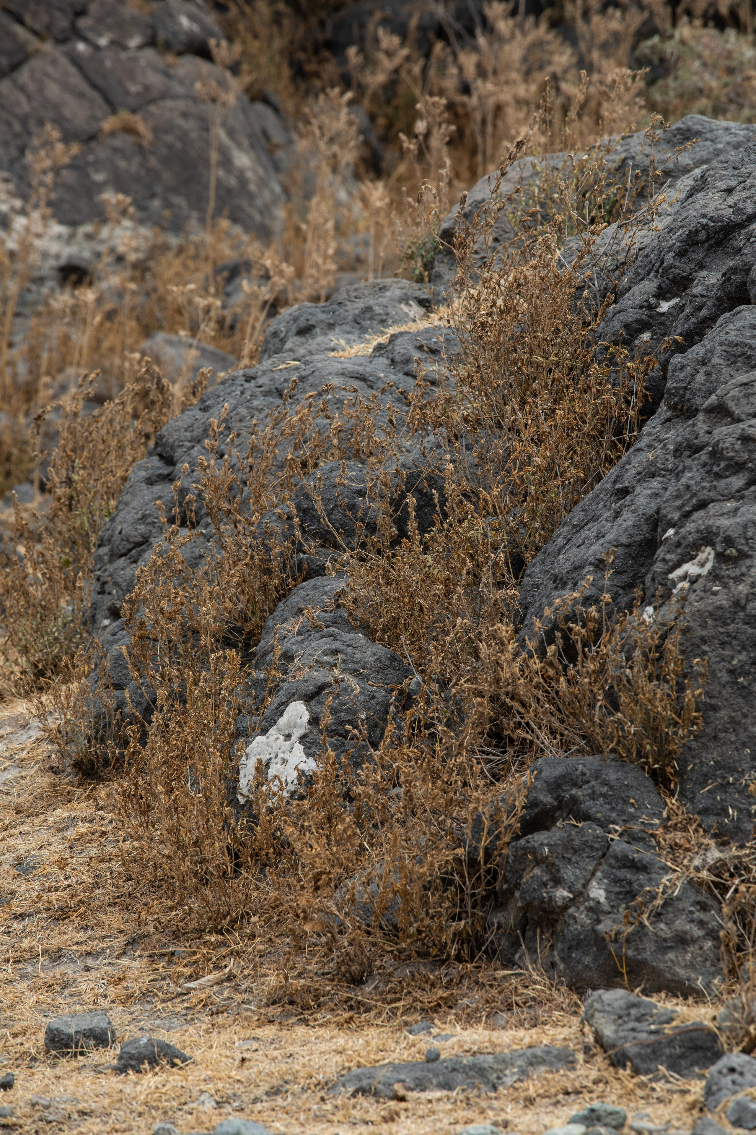 Abijatta Shalla National Park, Ethiopia. Documentary, lifestile photographer in Morocco Marina Chaikovskaia