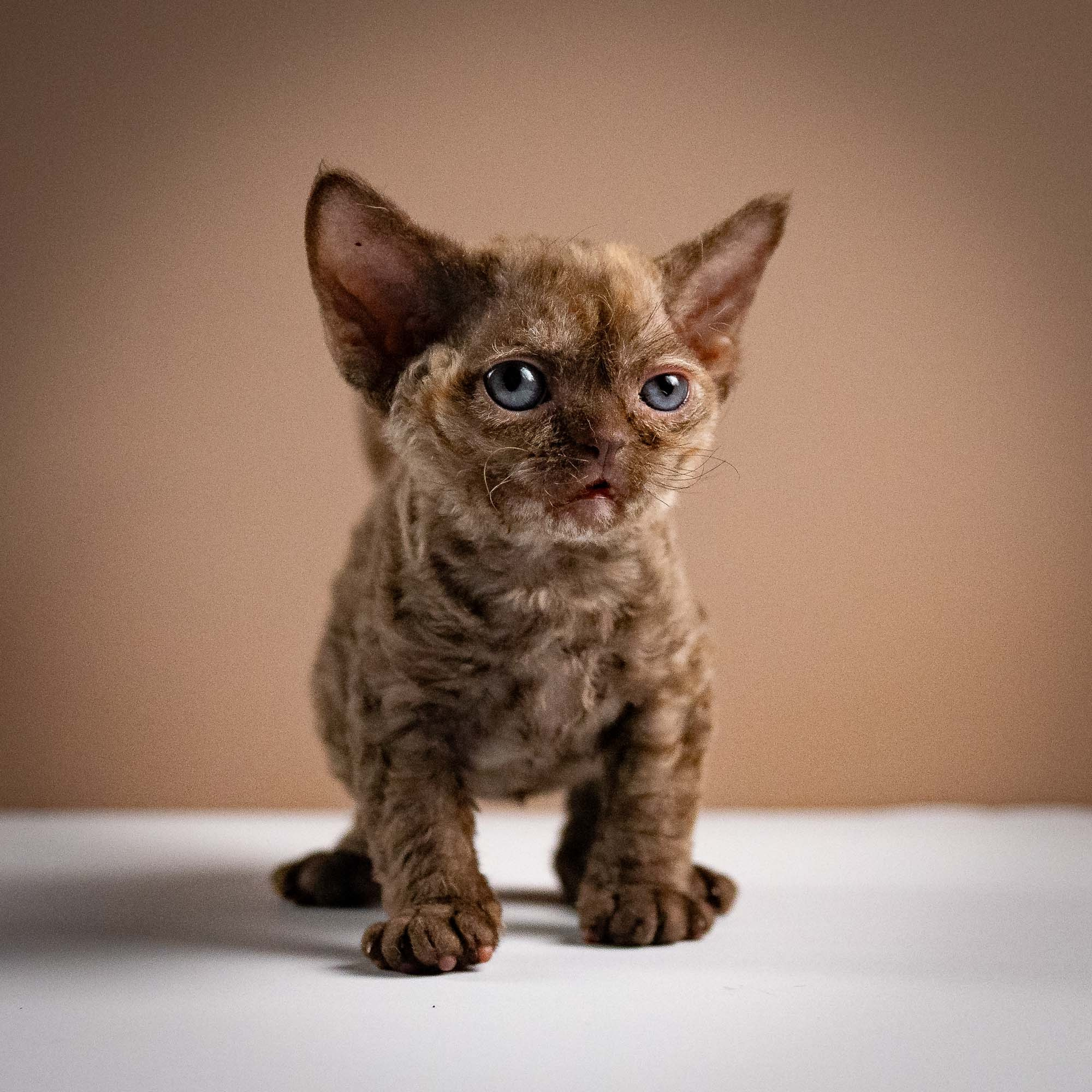 Olivia, girl, born 02.08.26. Devon Rex Pixie Cattery