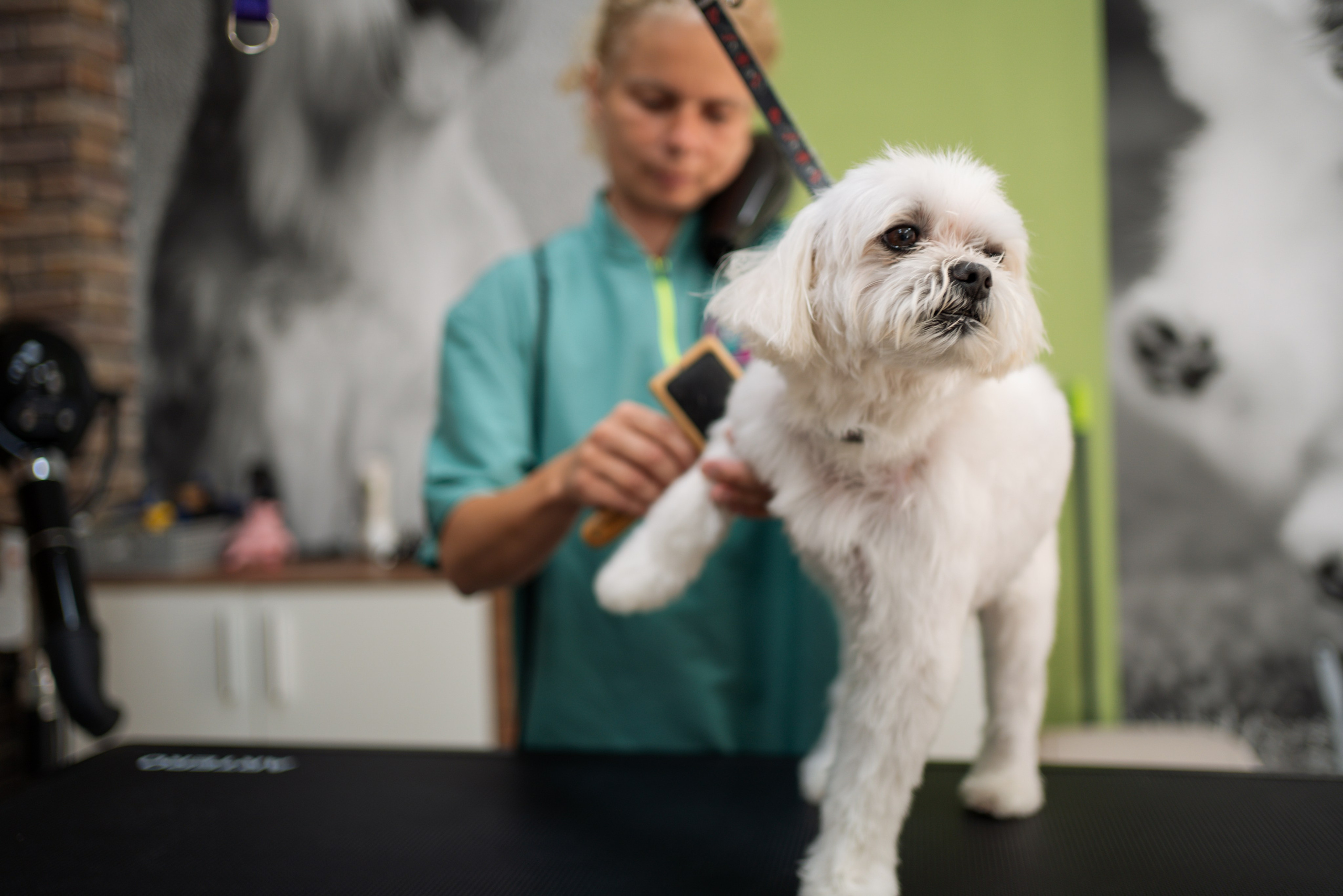 PetGroom Timisoara. Cozac Cristian Photographer